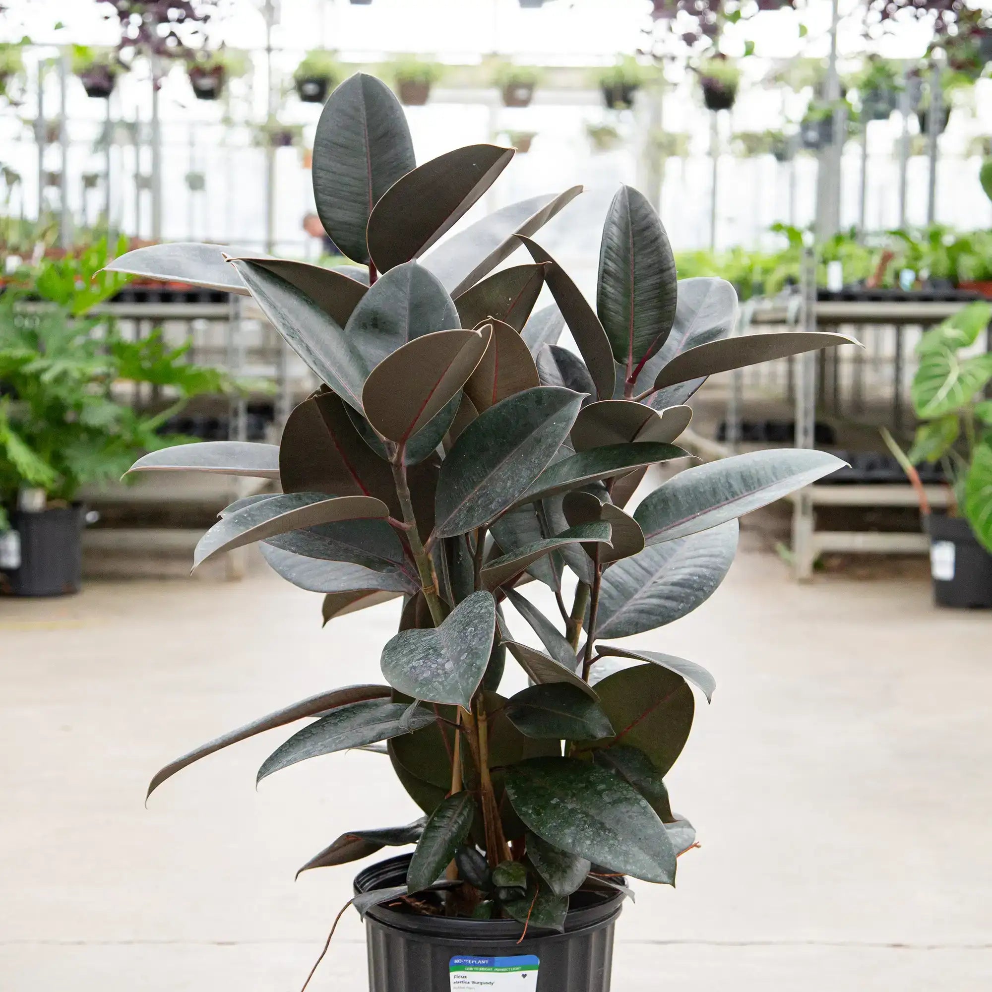 Ficus Rubber Plant 'Burgundy'