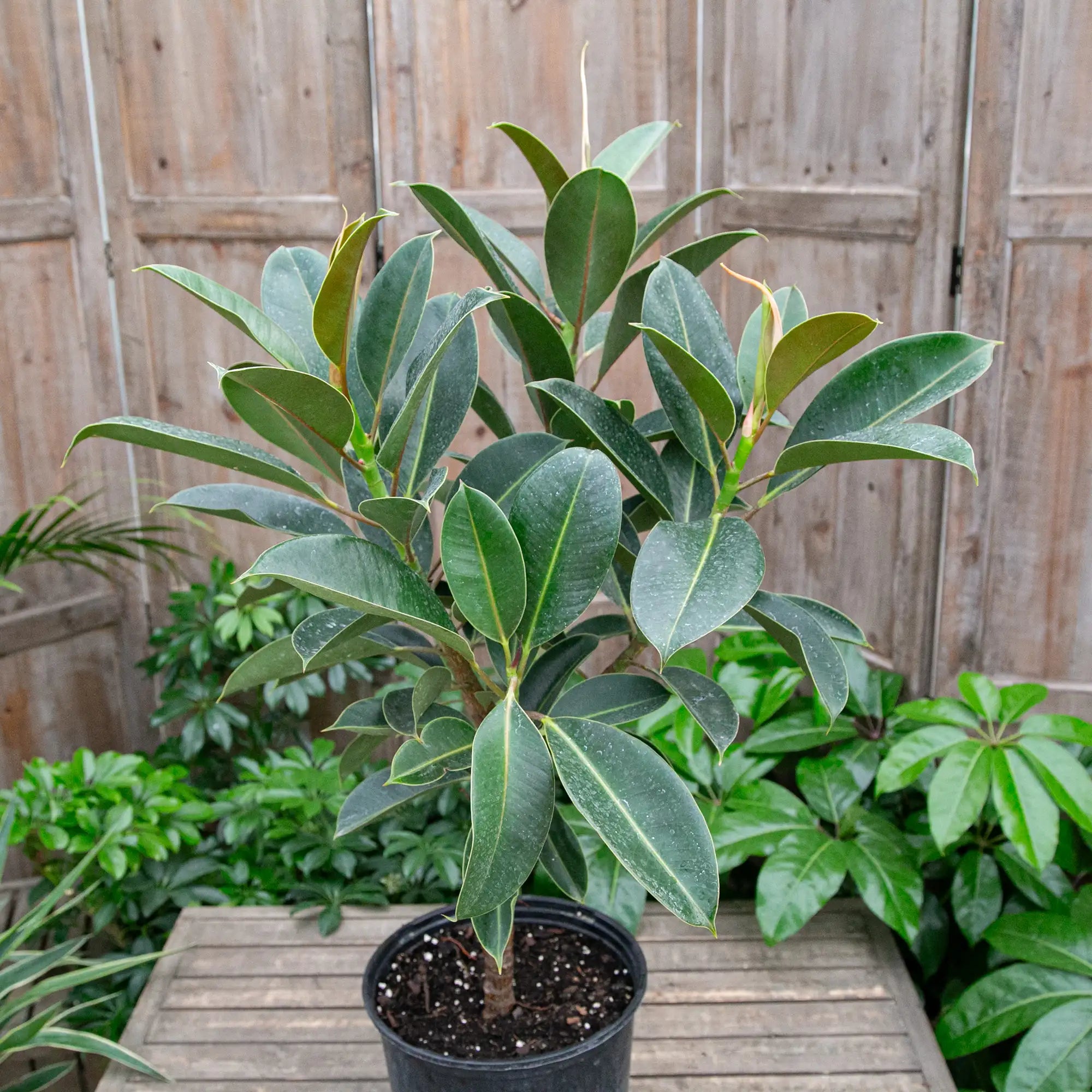 Ficus Rubber Plant 'Melany'