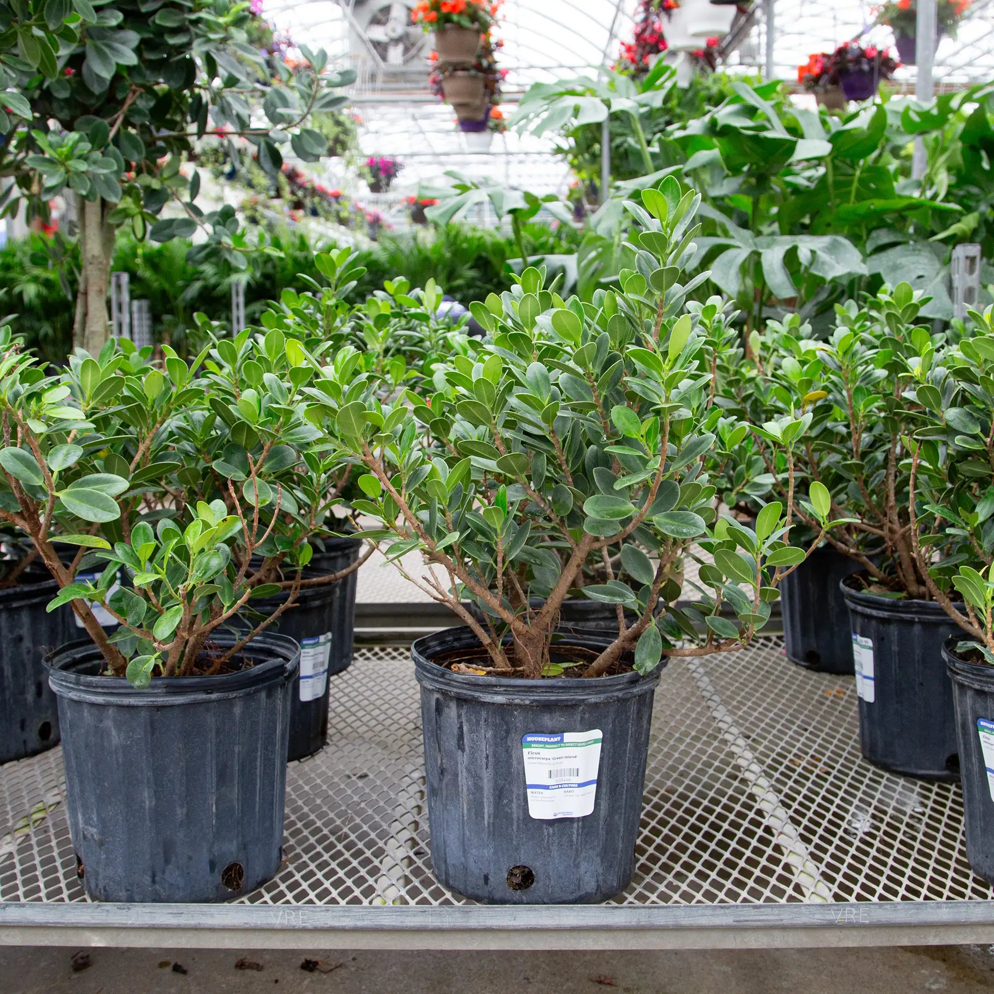 Ficus 'Moclame'