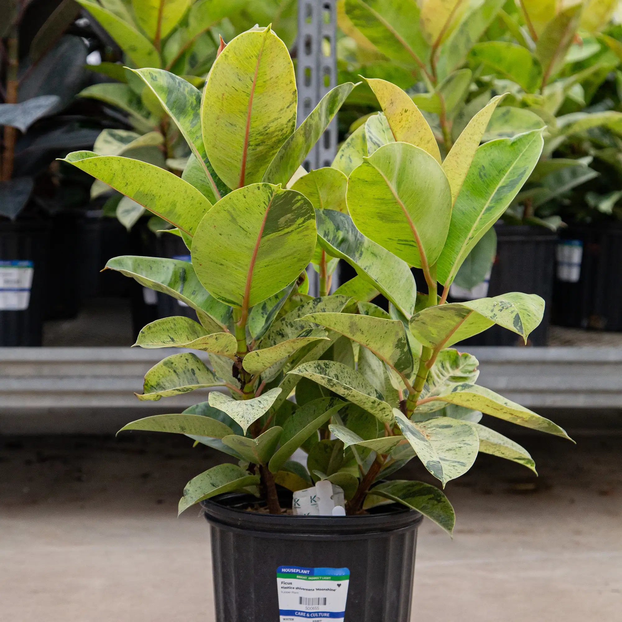 Ficus Rubber Plant 'Moonshine'