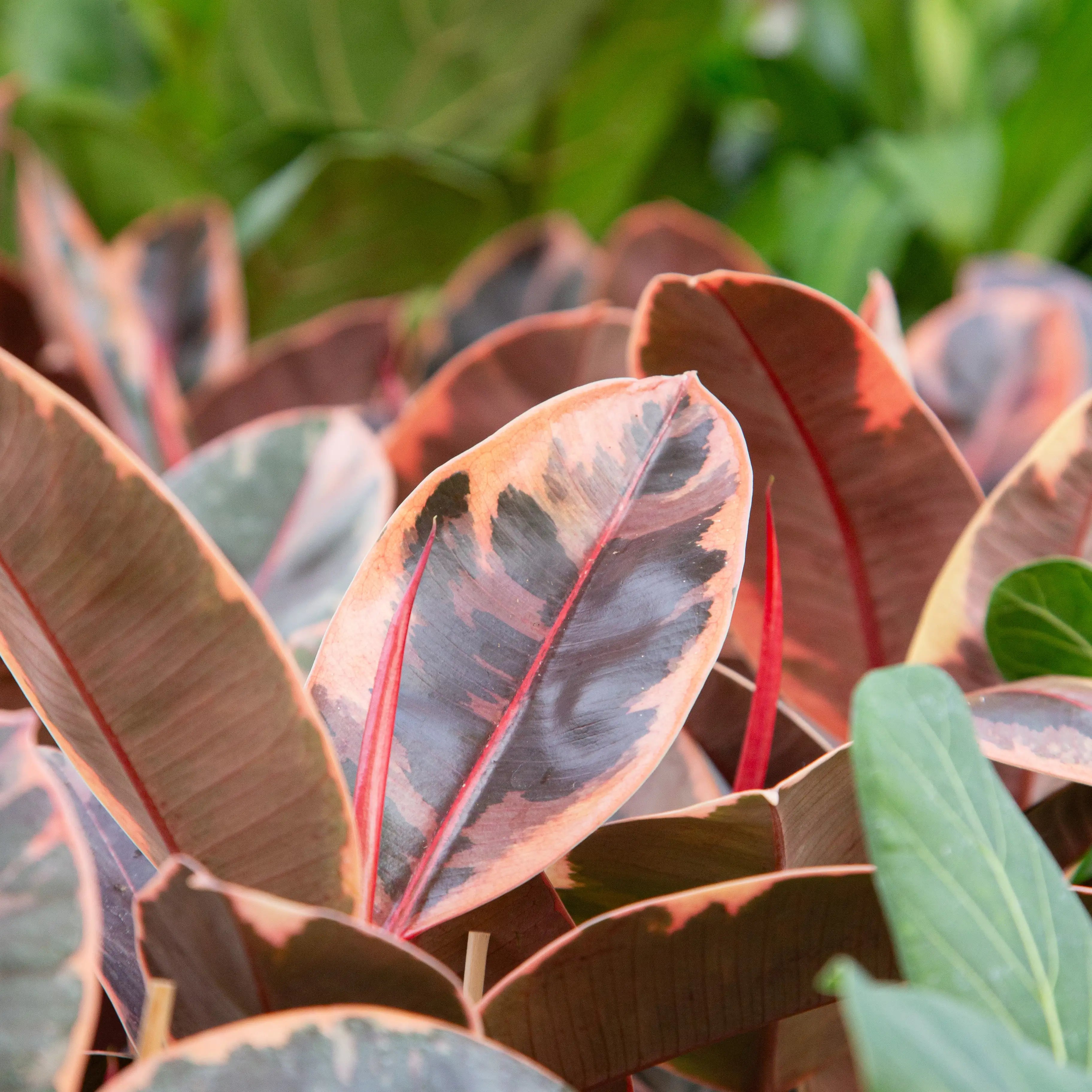 Ficus Rubber Plant 'Ruby'