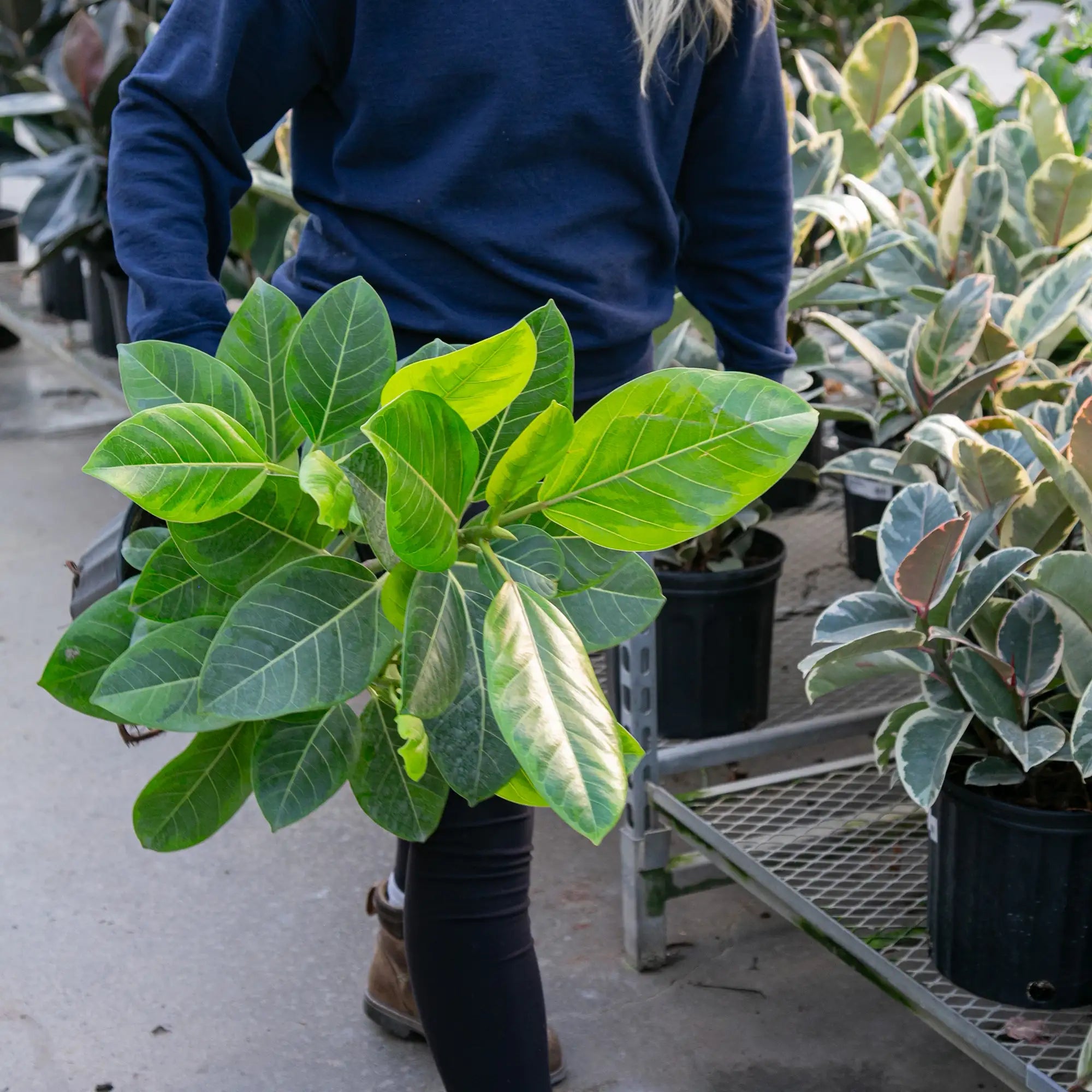 Ficus 'Yellow Gem'