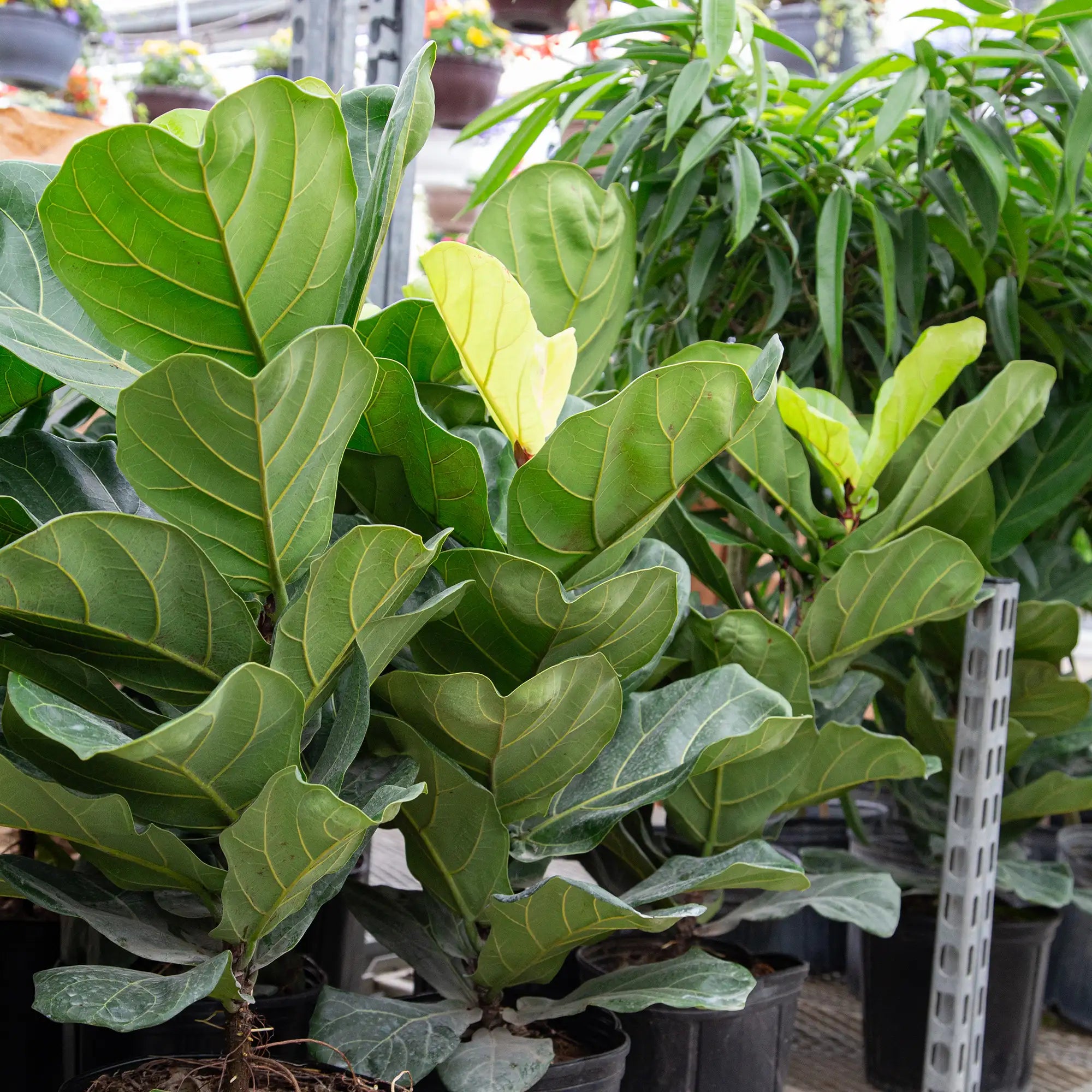 Ficus Fiddle Leaf Fig
