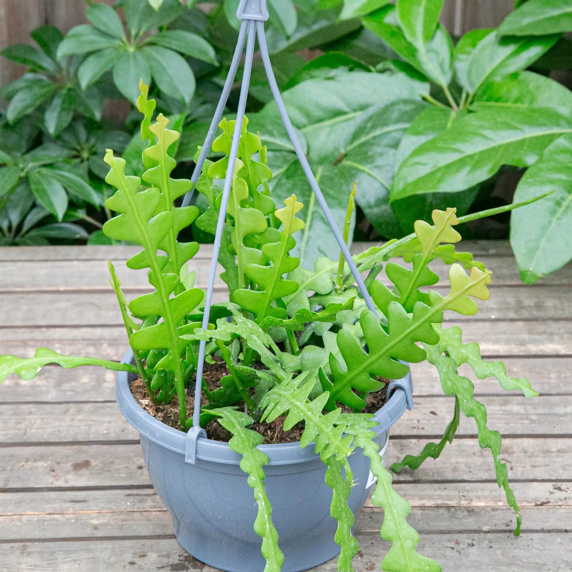 Fishbone Cactus