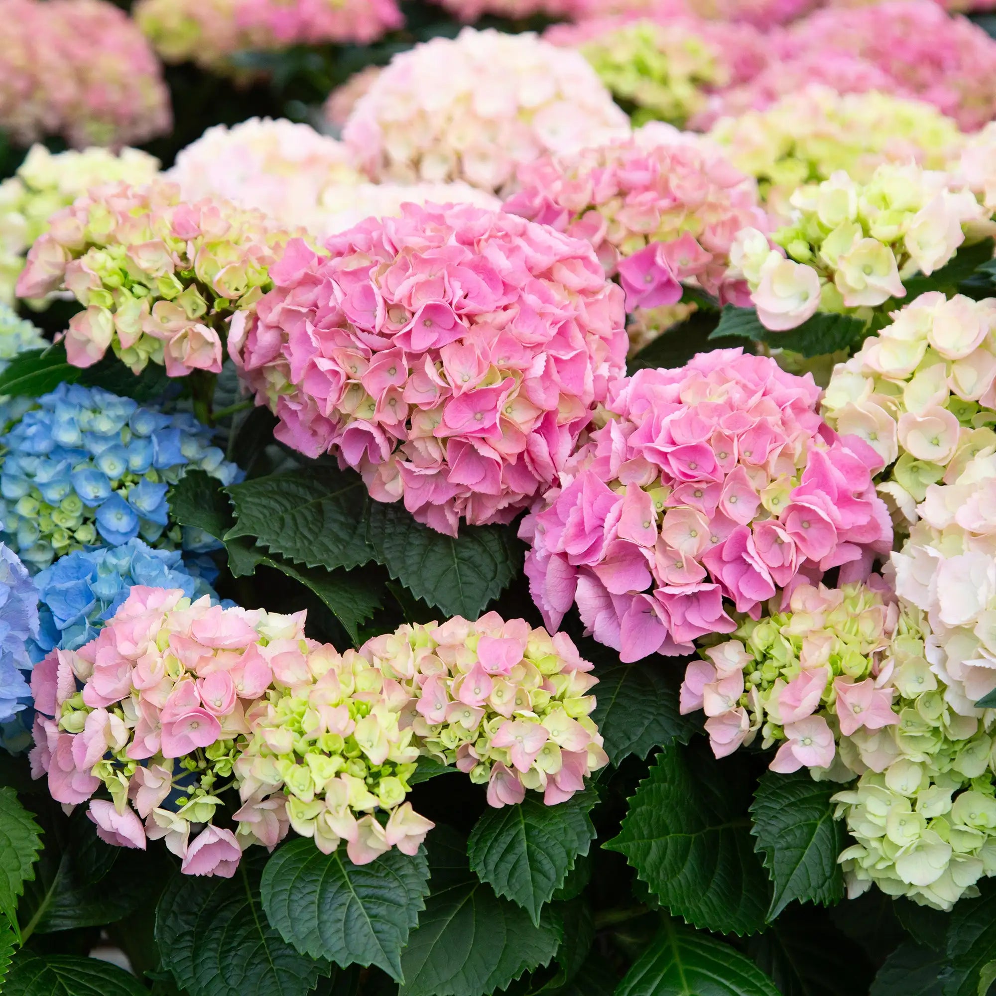 Close-up of colourful florist hydrangeas blooming with pink and blue hues.