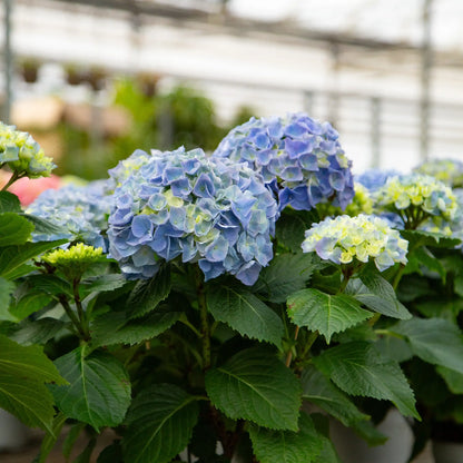 Blue florist hydrangeas with green leaves in a greenhouse setting