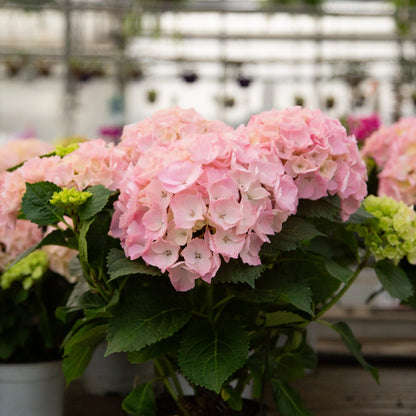Light pink florist hydrangeas with green leaves in a greenhouse setting