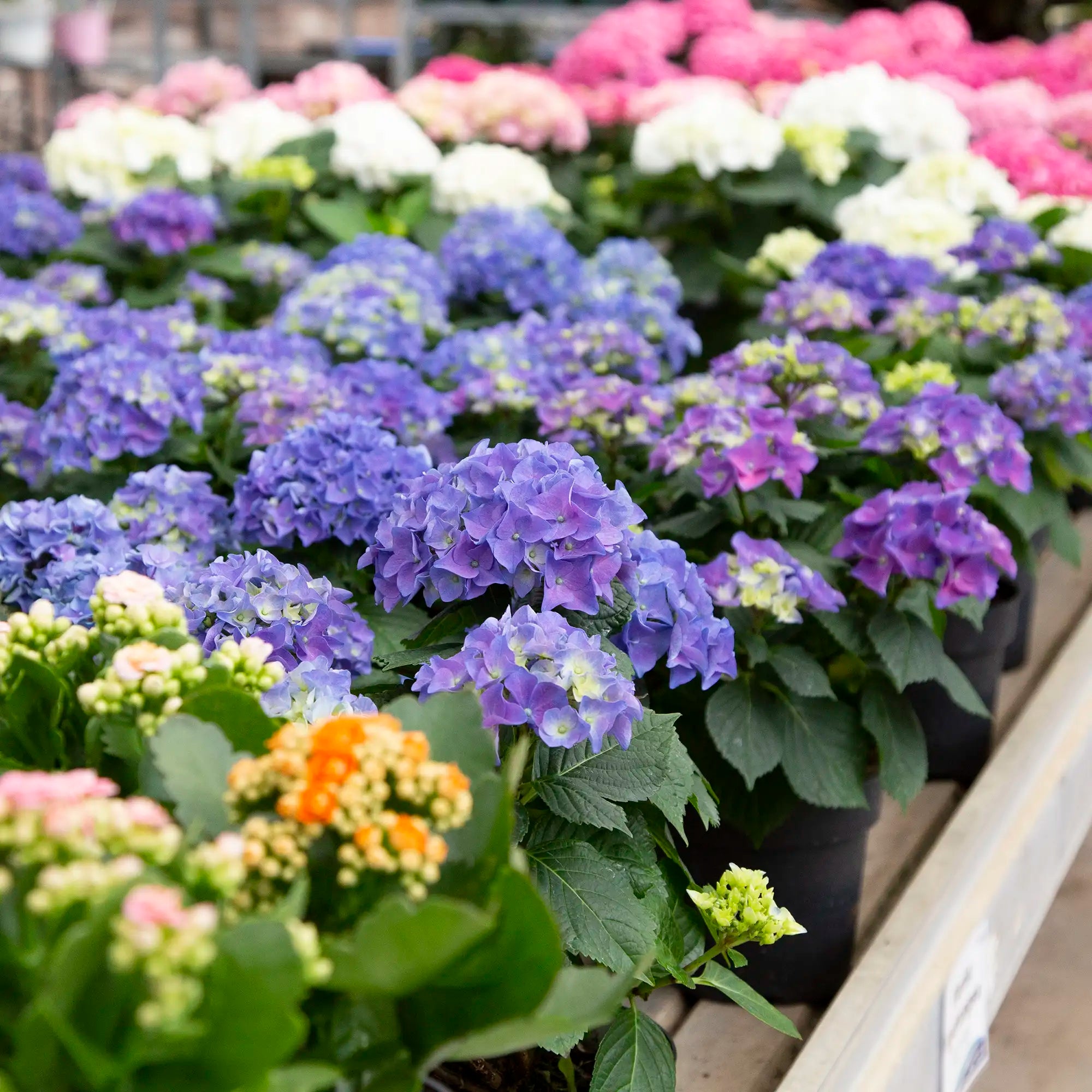 Blue florist hydrangeas with green leaves in a greenhouse setting with white and pink hydrangeas in the background. 