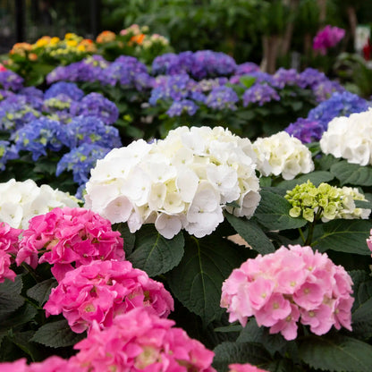 White, pink, and blue florist hydrangeas with green leaves in a greenhouse setting