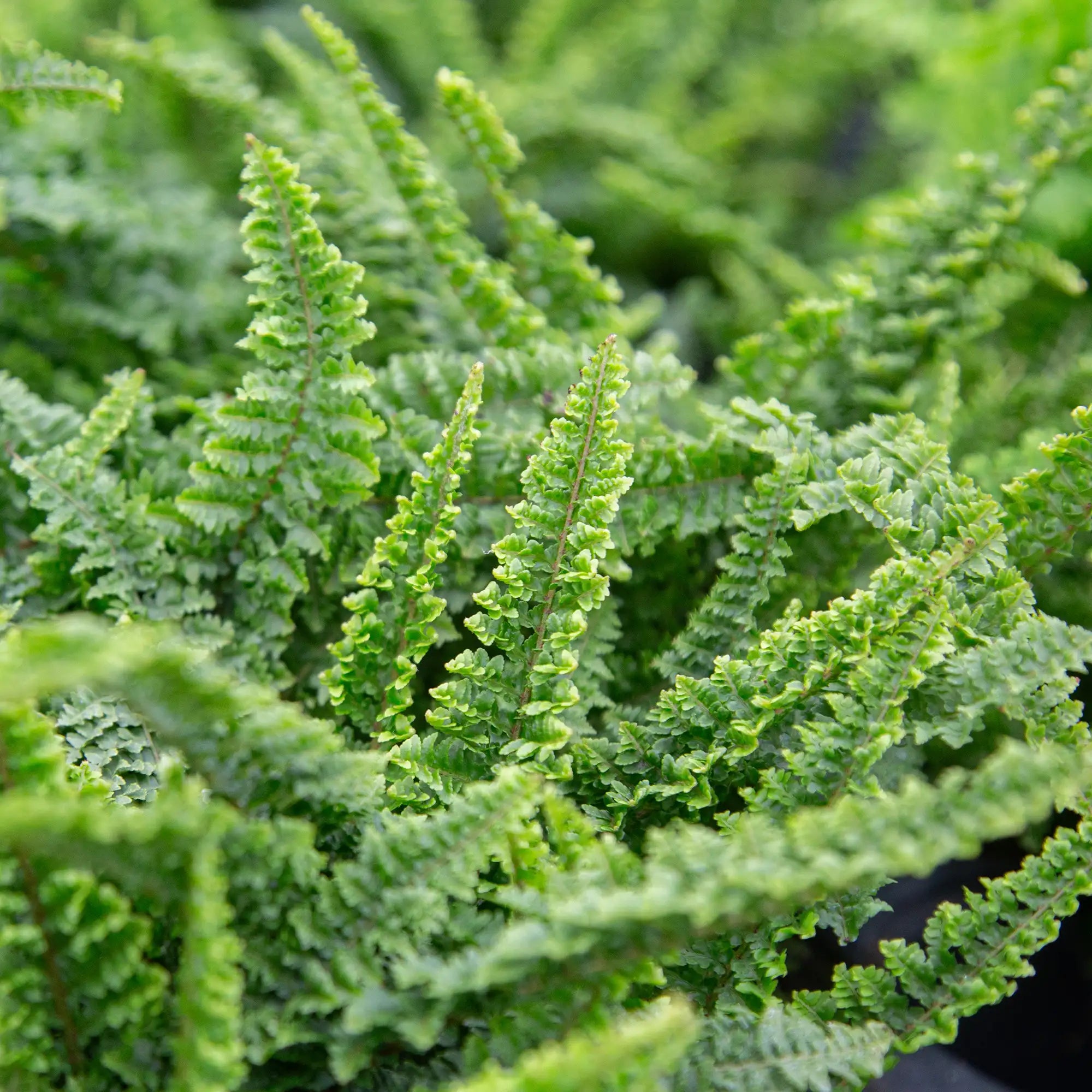 Fern Boston 'Fluffy Ruffles'