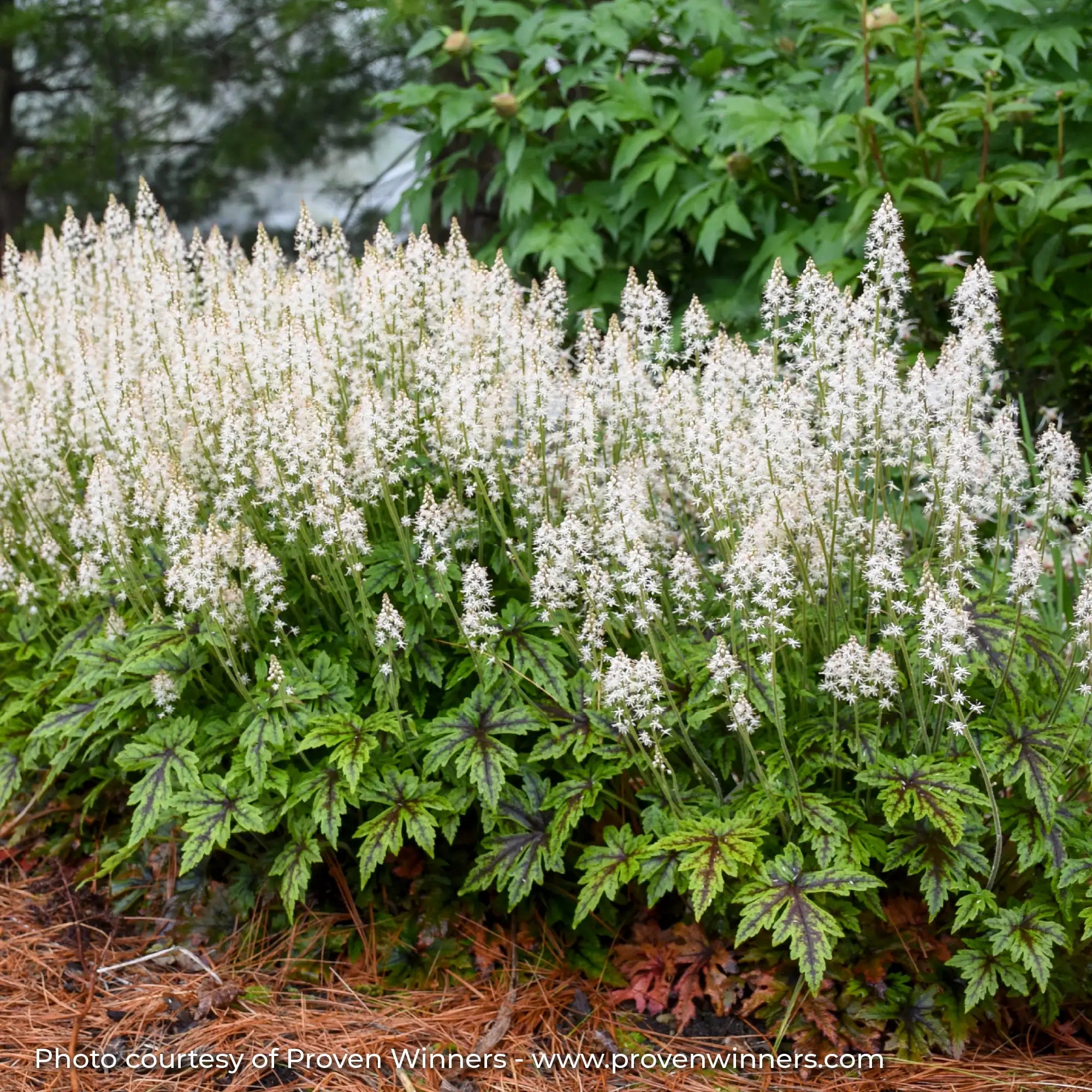 White Foamflower in a garden