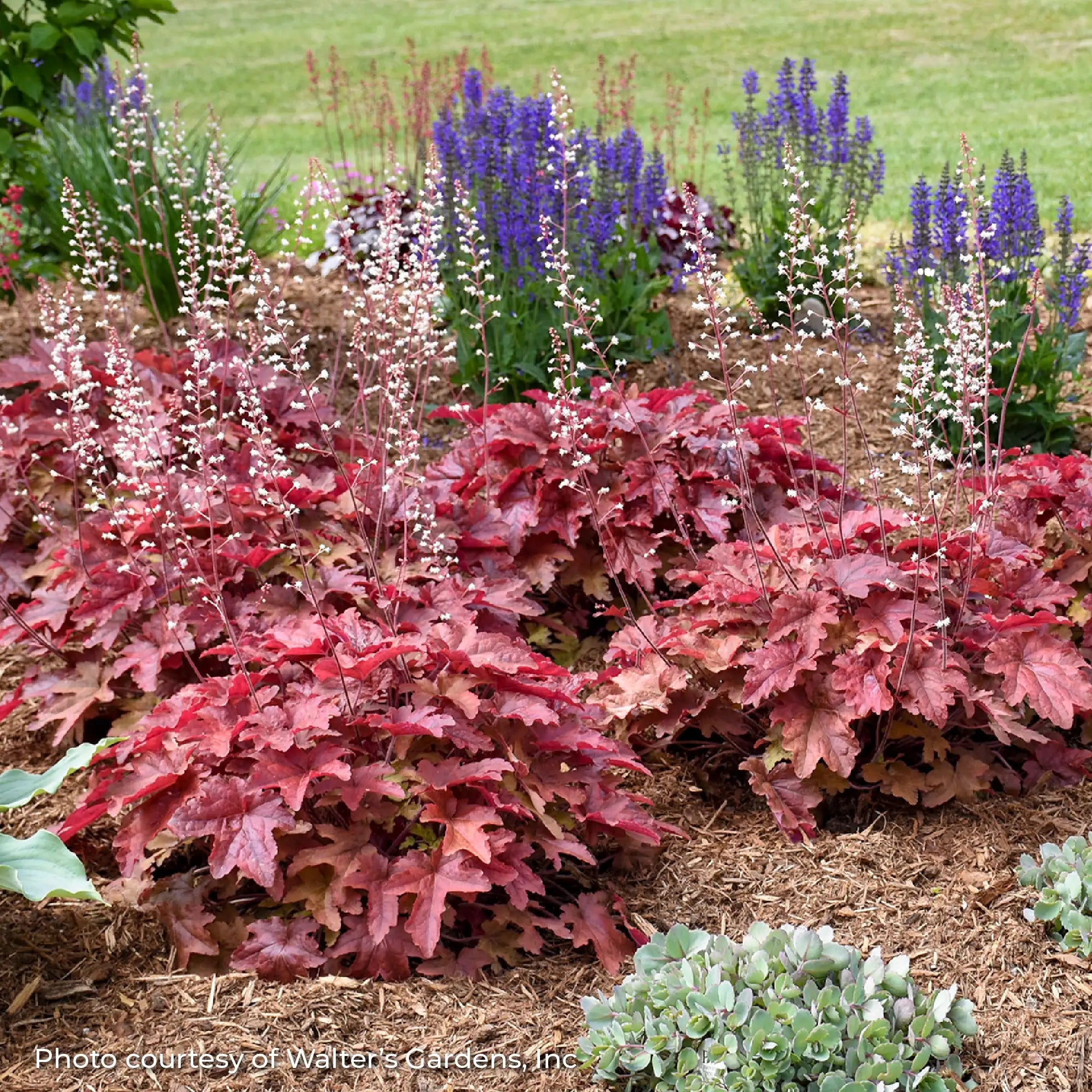 Dark Red Foamy Bells with White flowers in a garden.
