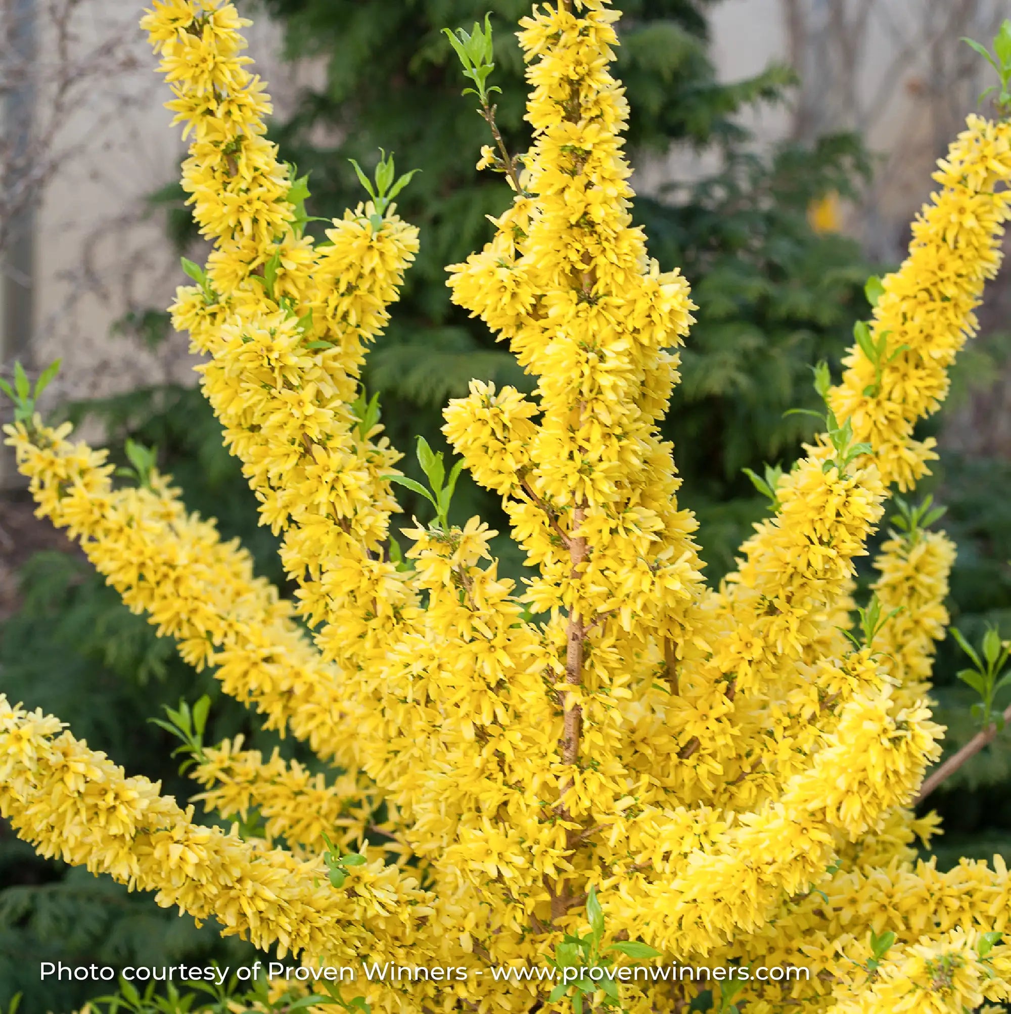 Forsythia 'Show Off®'