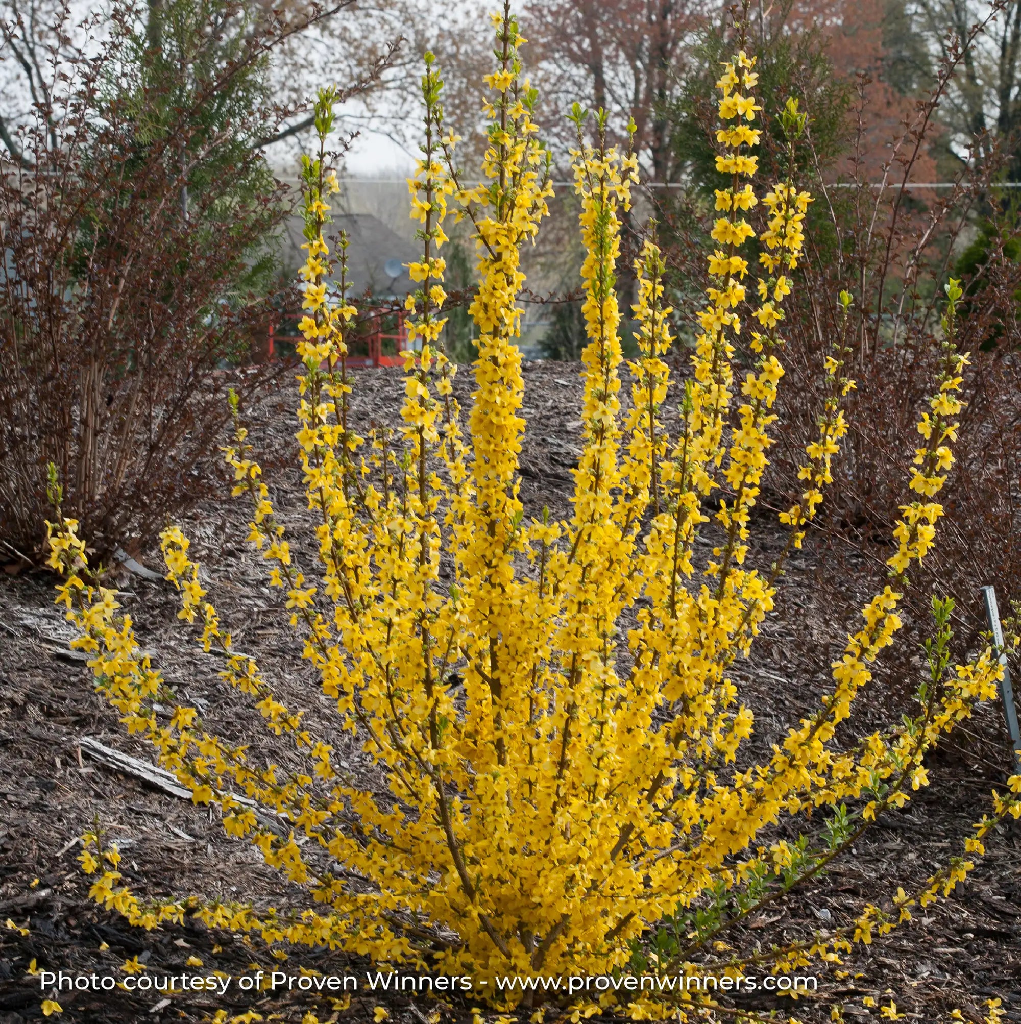 Forsythia 'Show Off® Starlet'