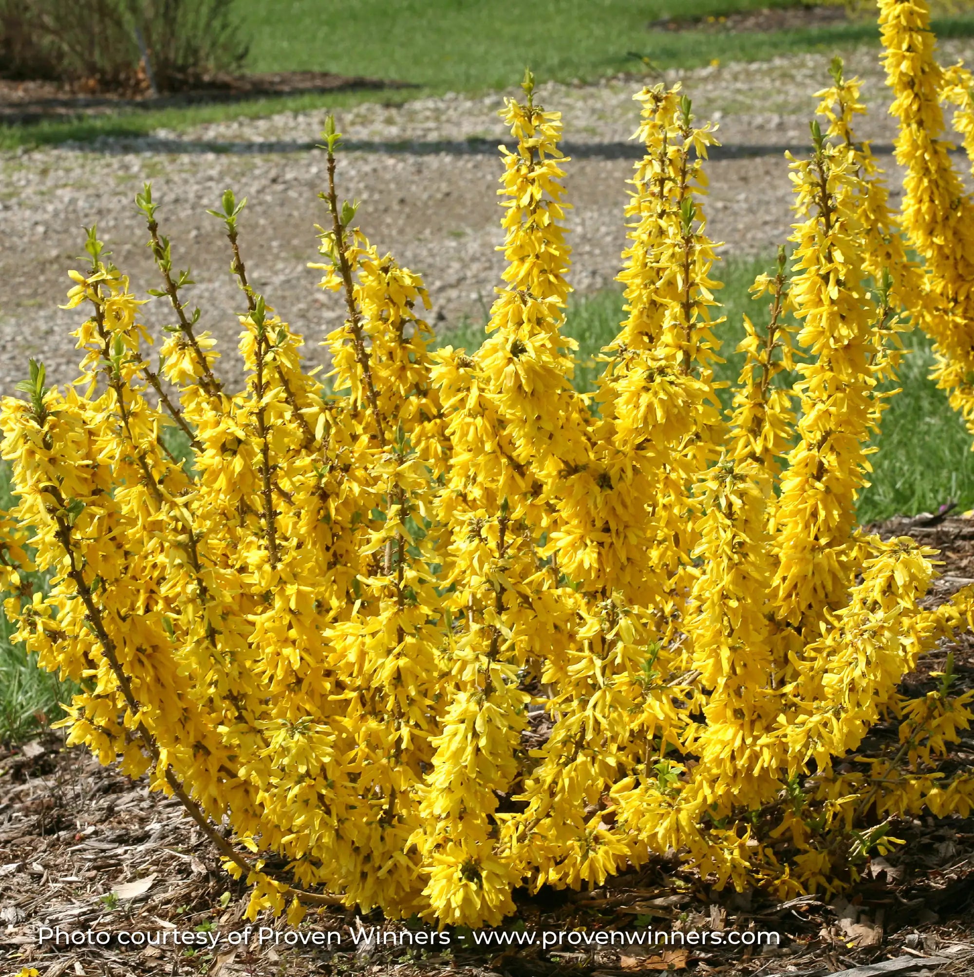 Forsythia 'Show Off® Sugar Baby®'