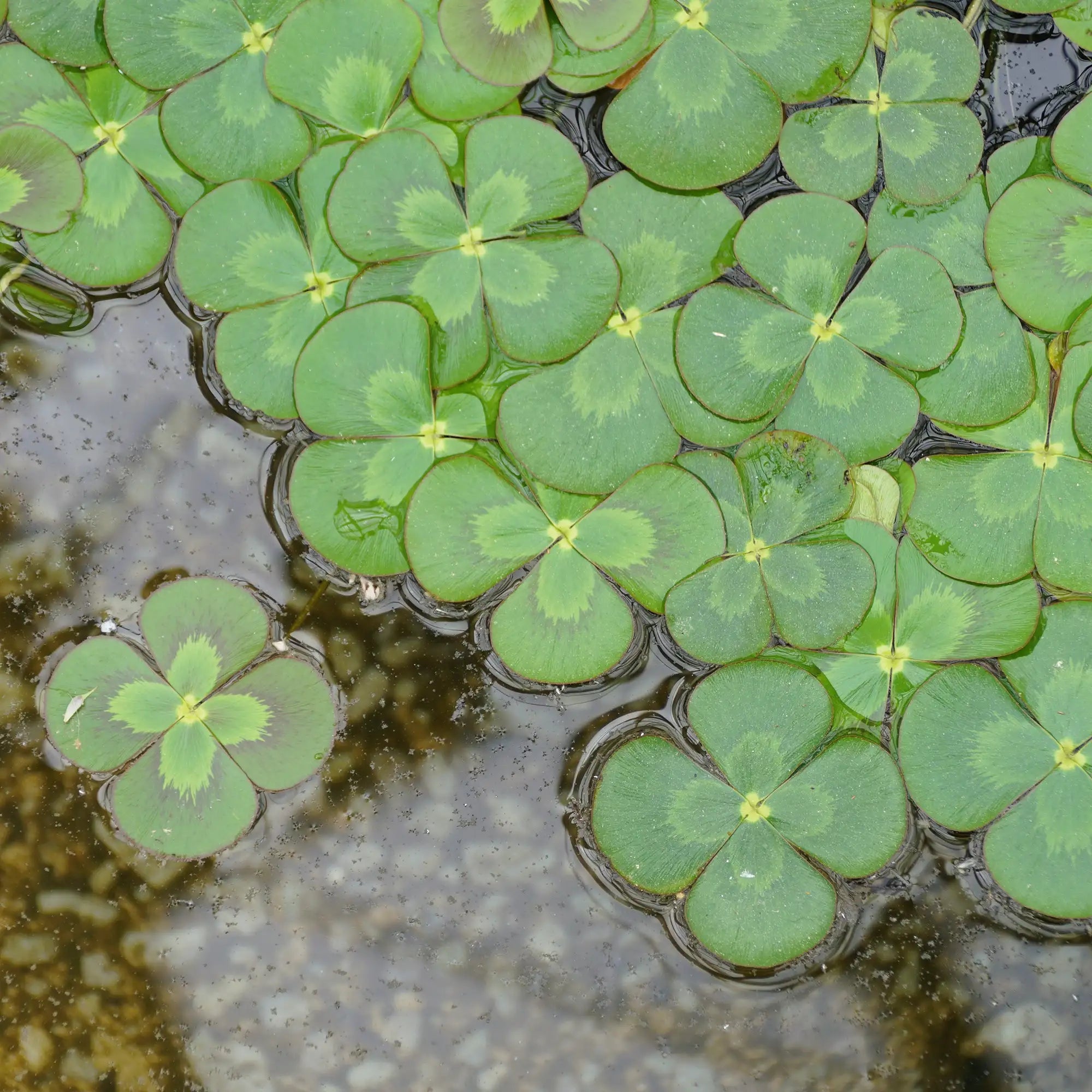 Four Leaf Water Clover in a pond