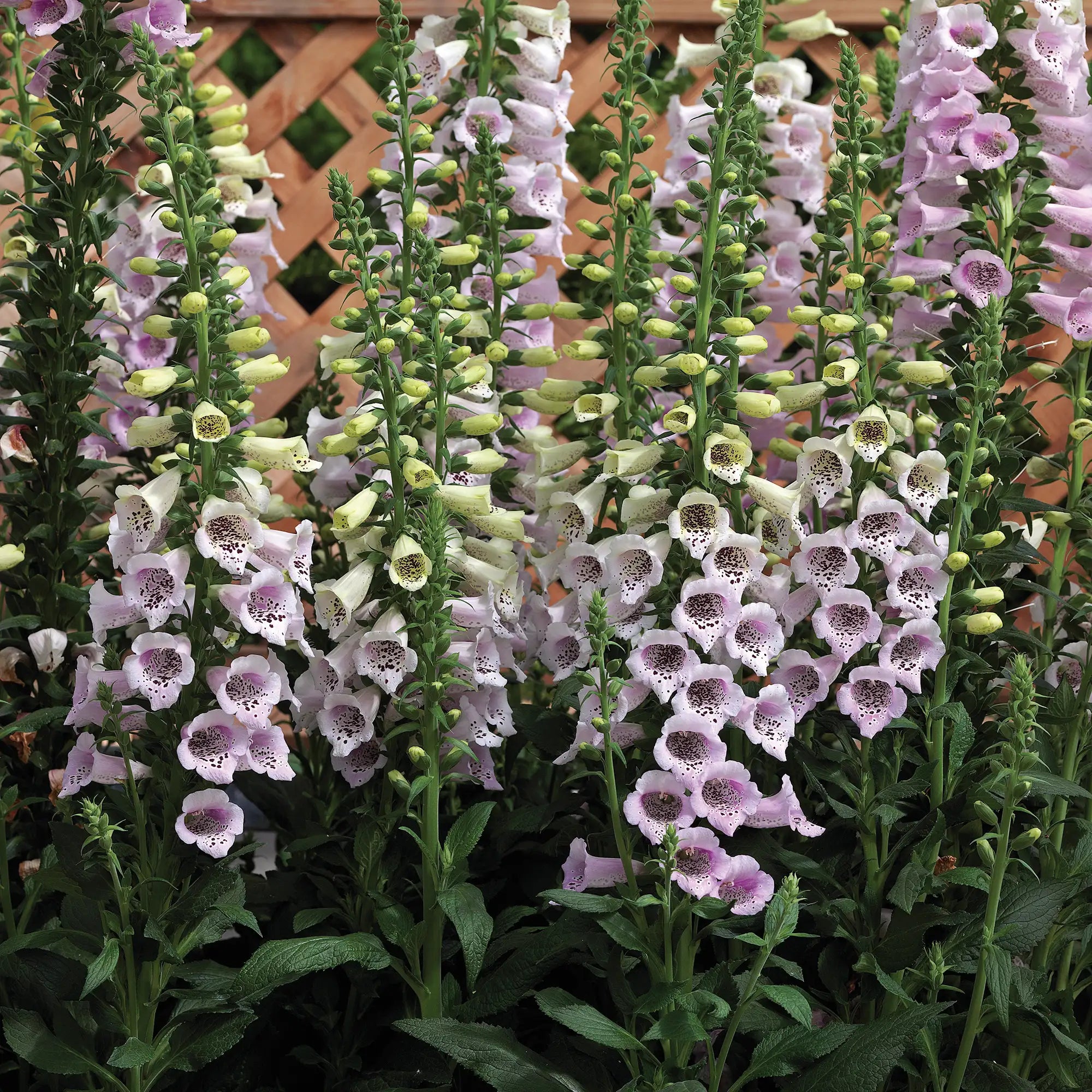 Foxglove 'Camelot Lavender'