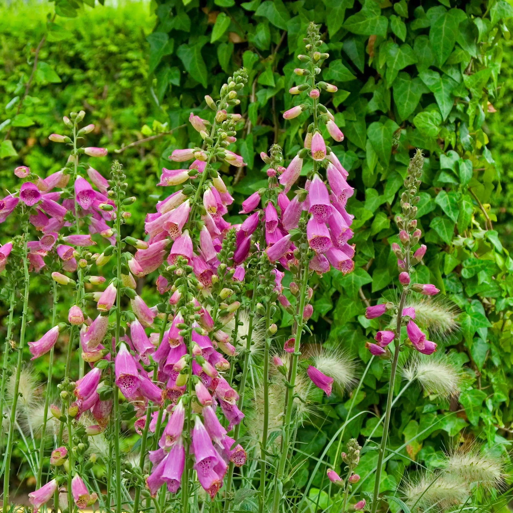Foxglove 'Camelot Rose'