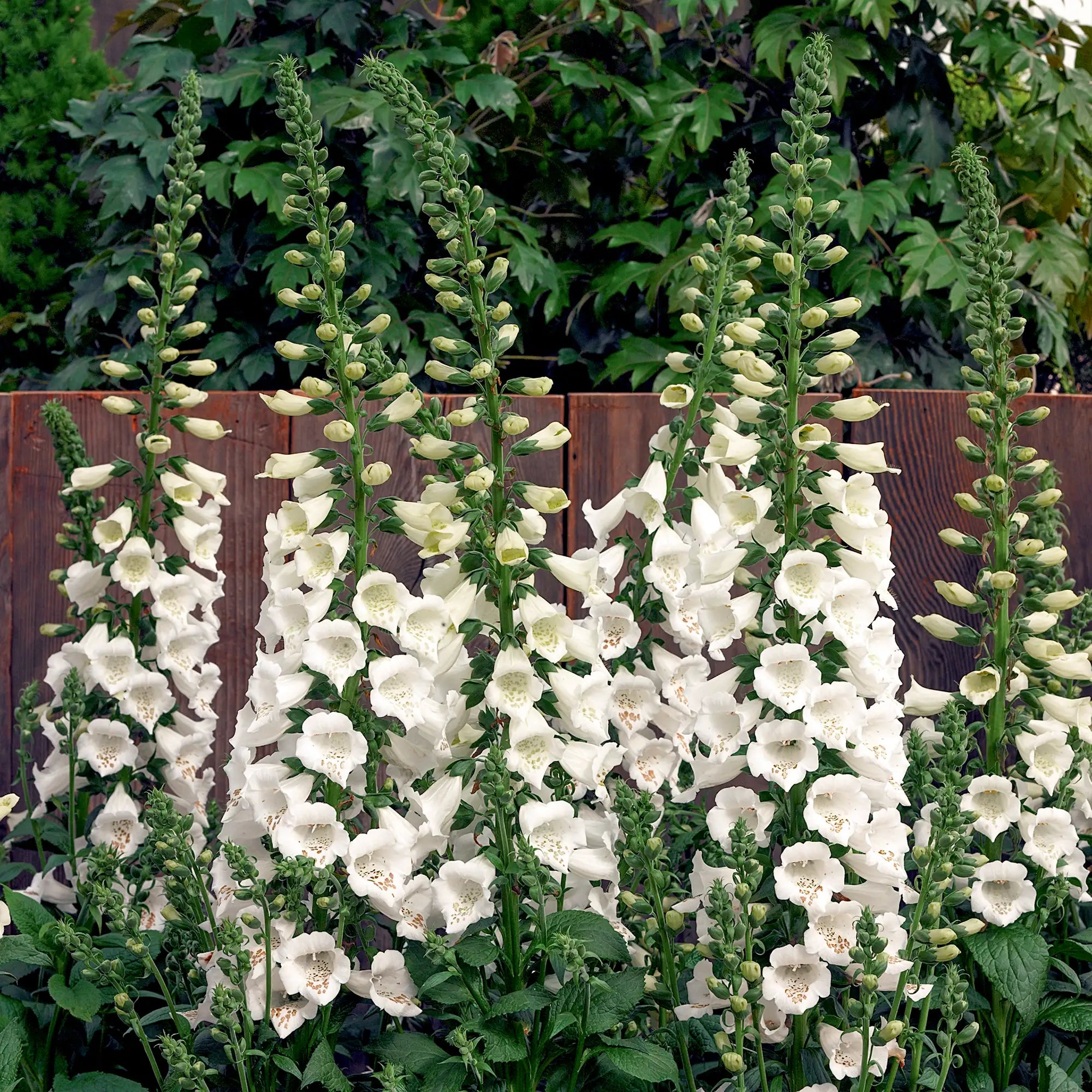 Foxglove 'Camelot White'