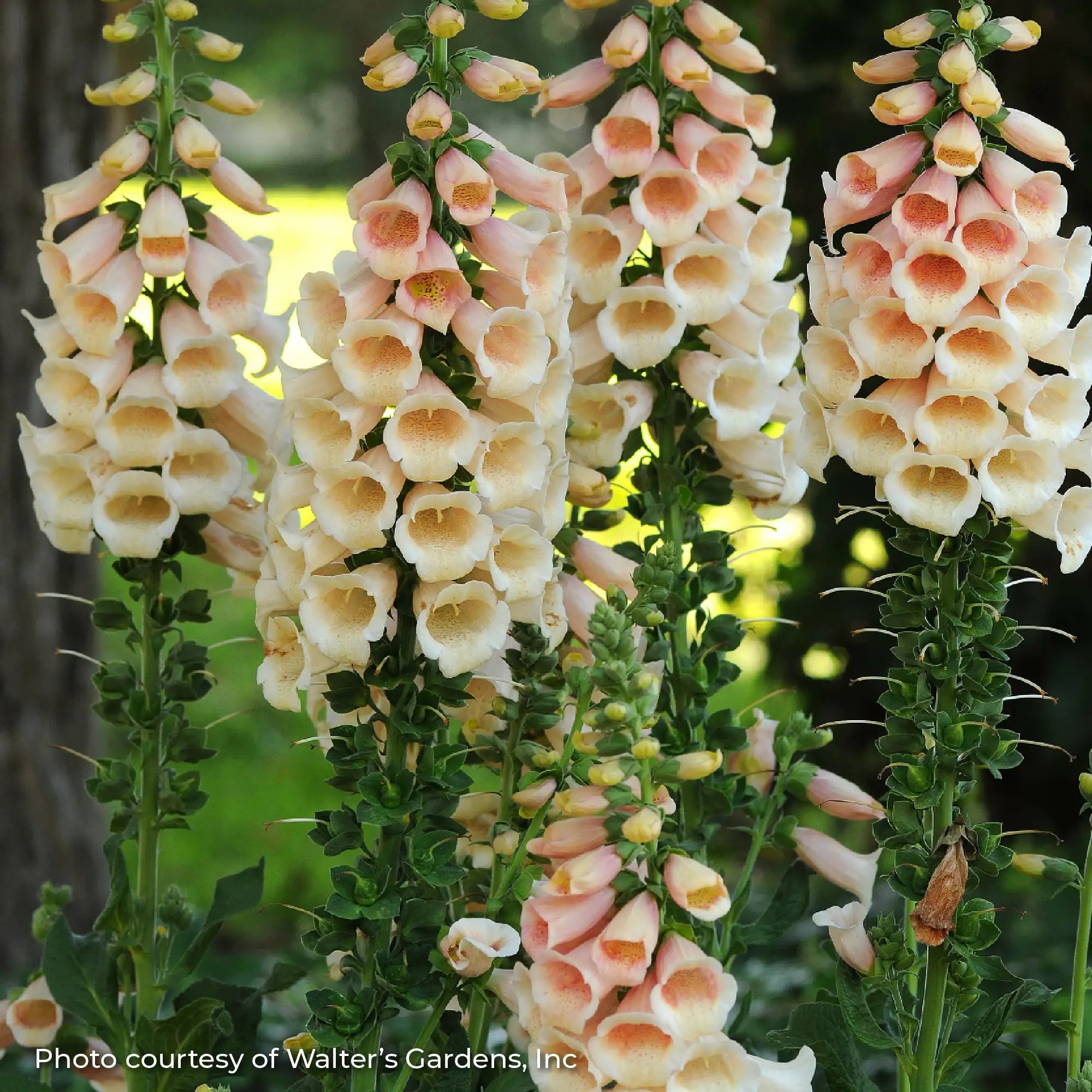 Foxglove 'Dalmatian Peach'
