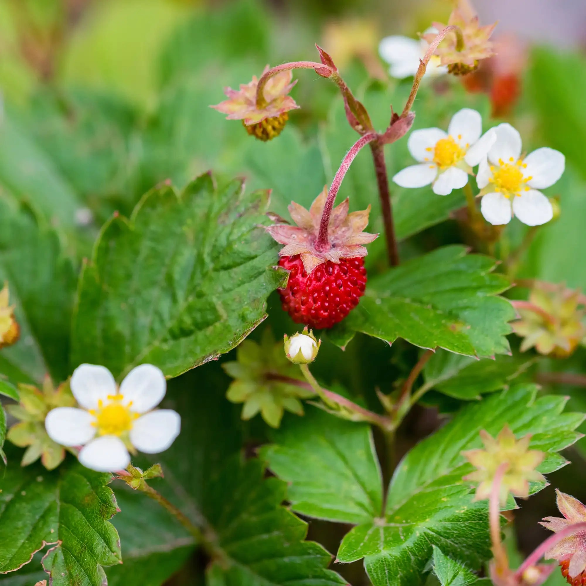 Strawberry Woodland