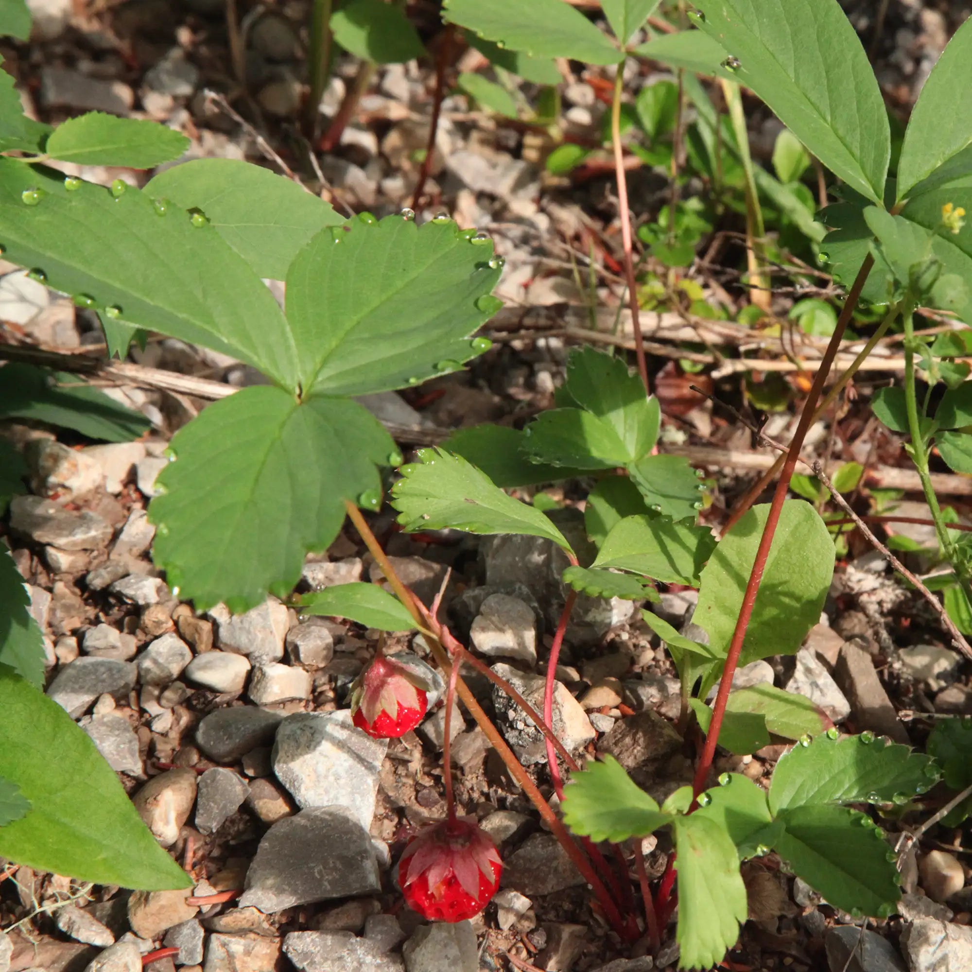 Strawberry Wild