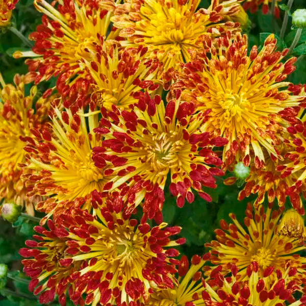 Garden Mum 'Matchsticks'