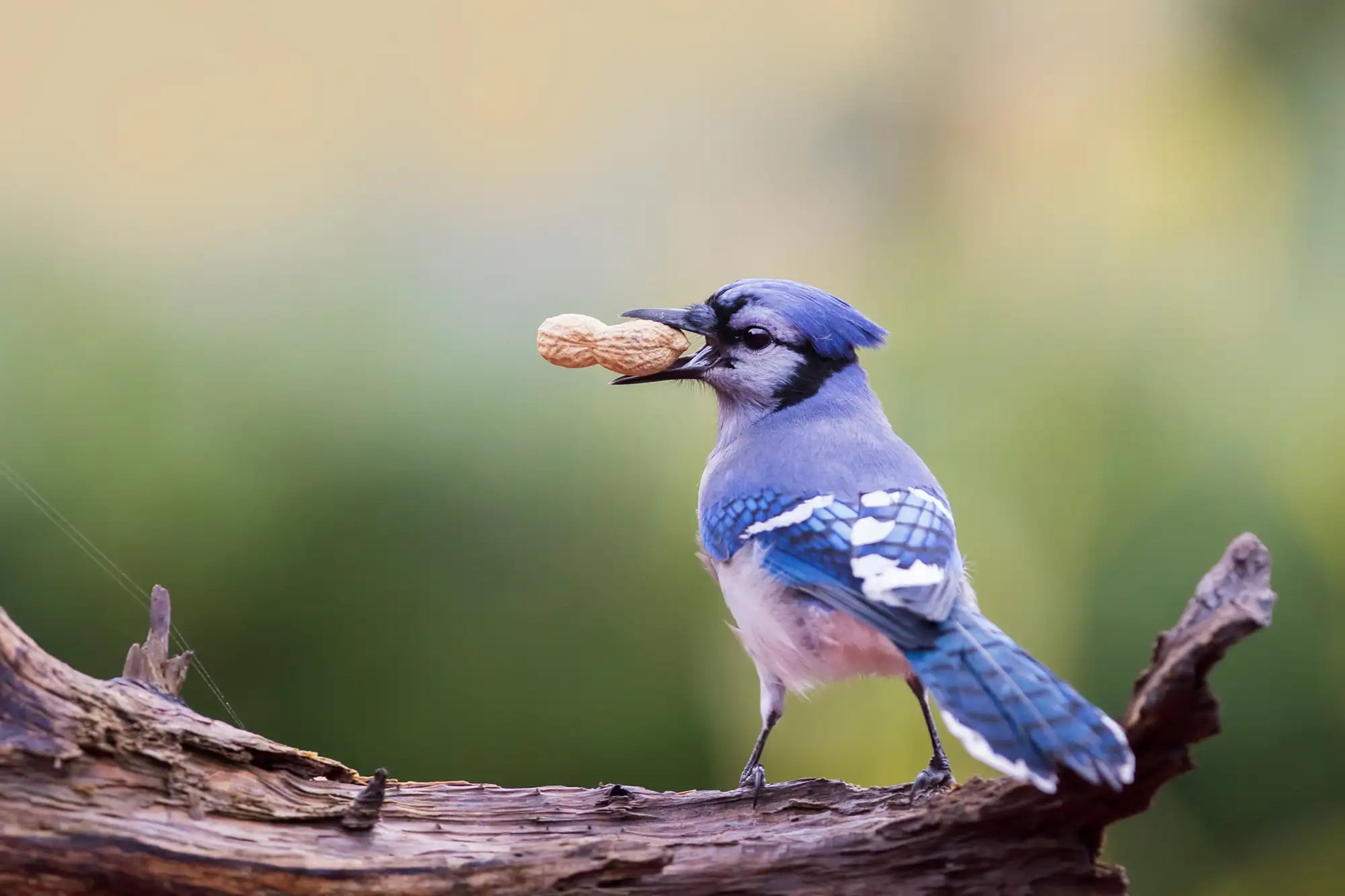 Blue jay holding a peanut on a branch with a blurred green background