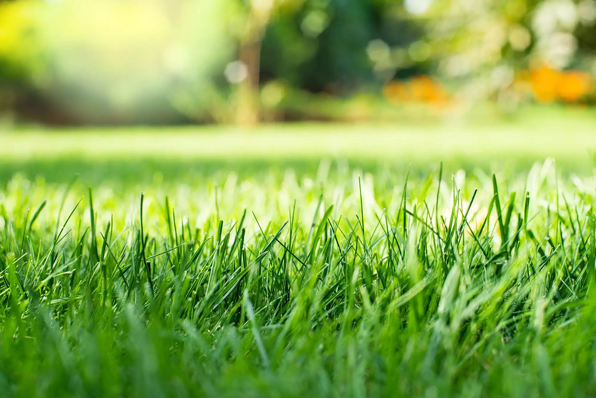 Close-up of green grass with a blurred garden background
