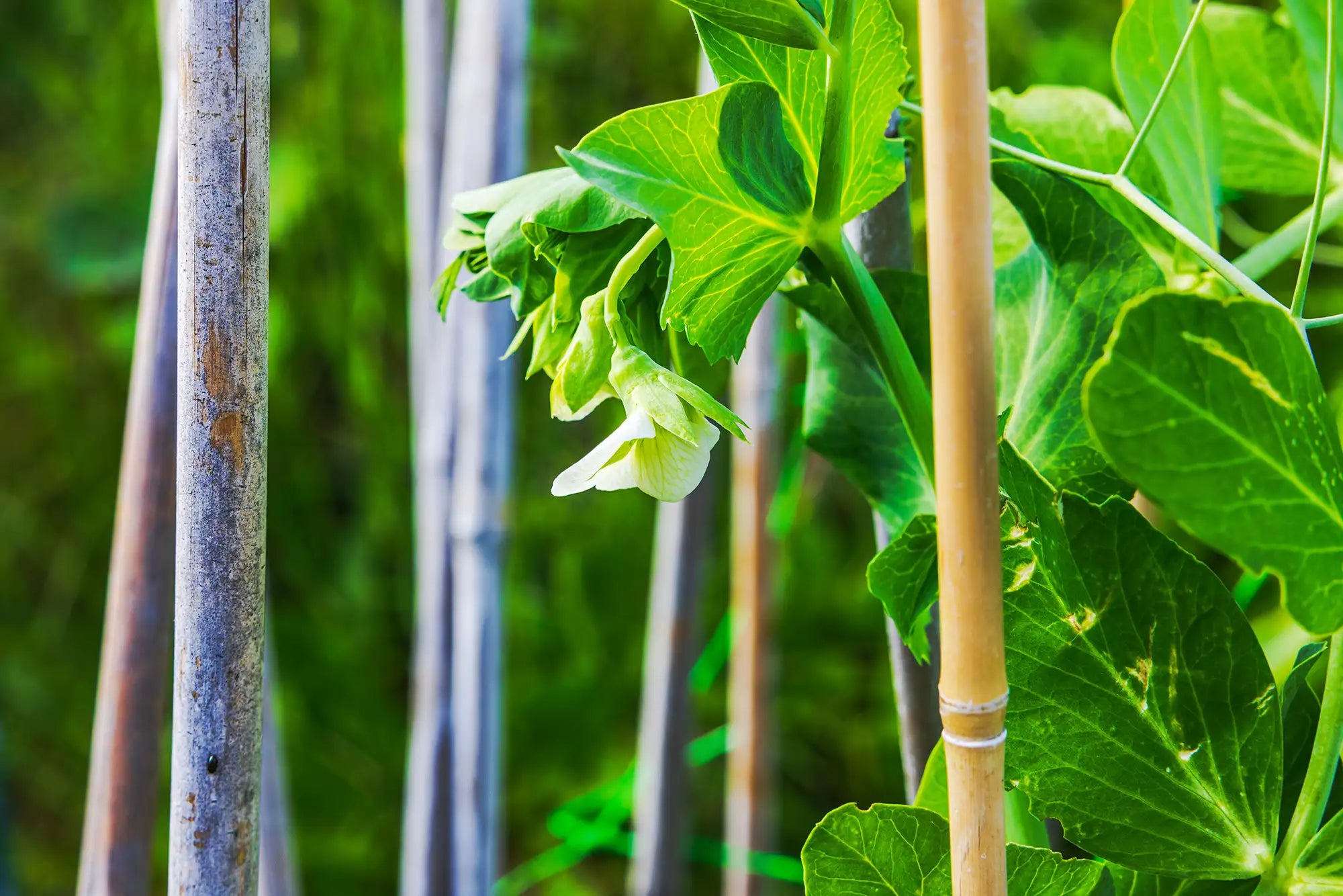 White flower on a pea plant with bamboo stakes in a garden setting