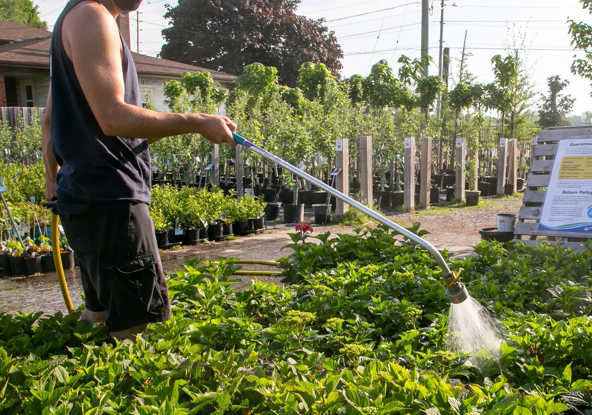 Staff member using a hose and water wand to water shrubs in a garden centre