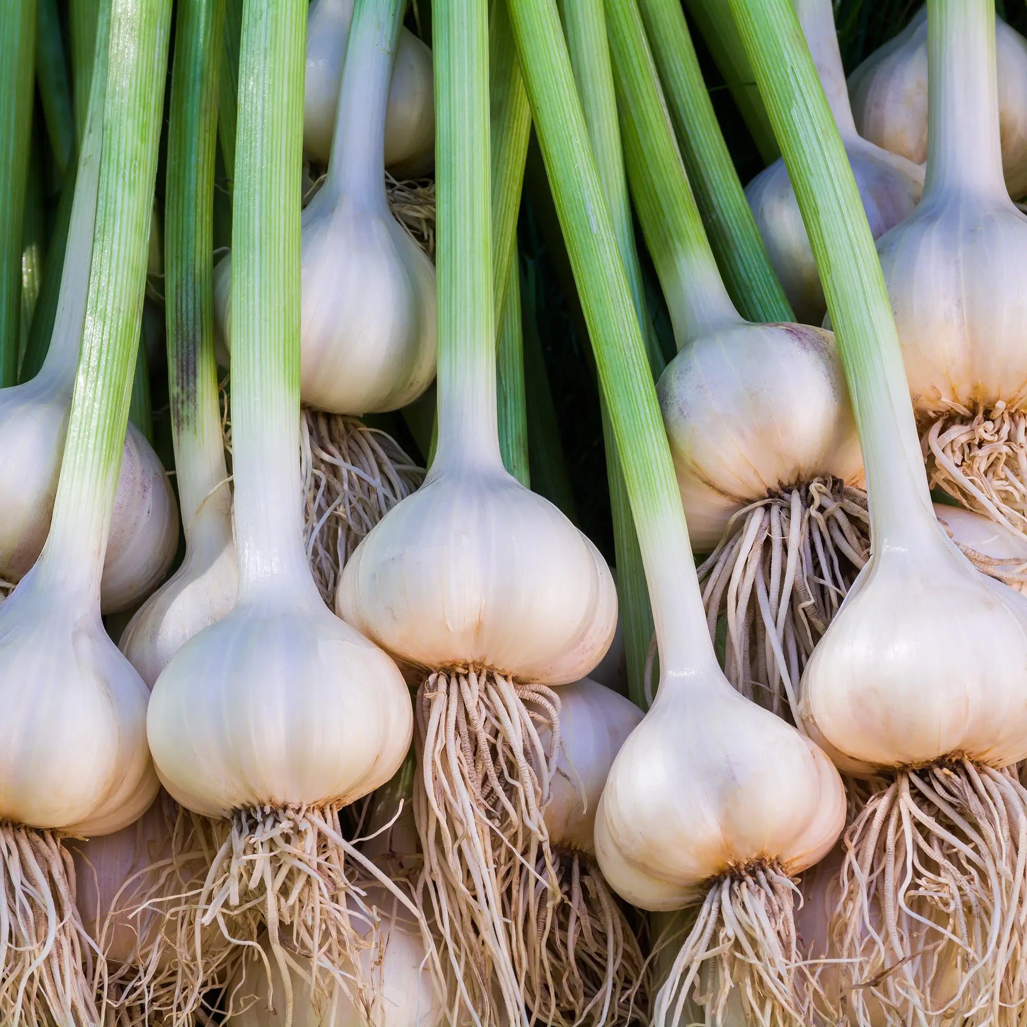 Close-up of hardneck garlic bulbs with green stalks and roots
