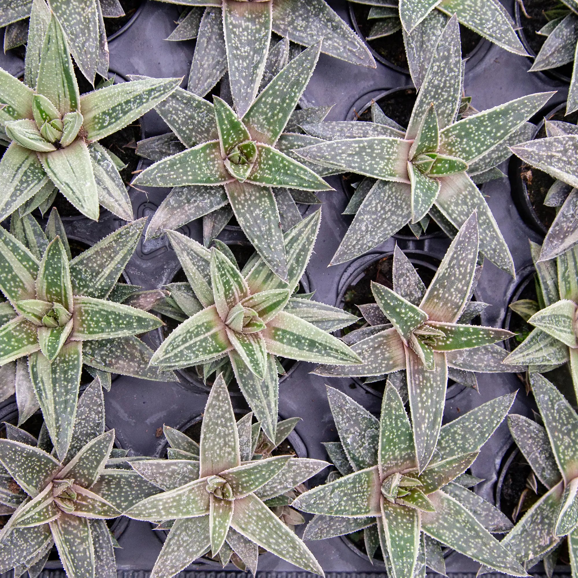 Gasteraloe 'Green Ice'