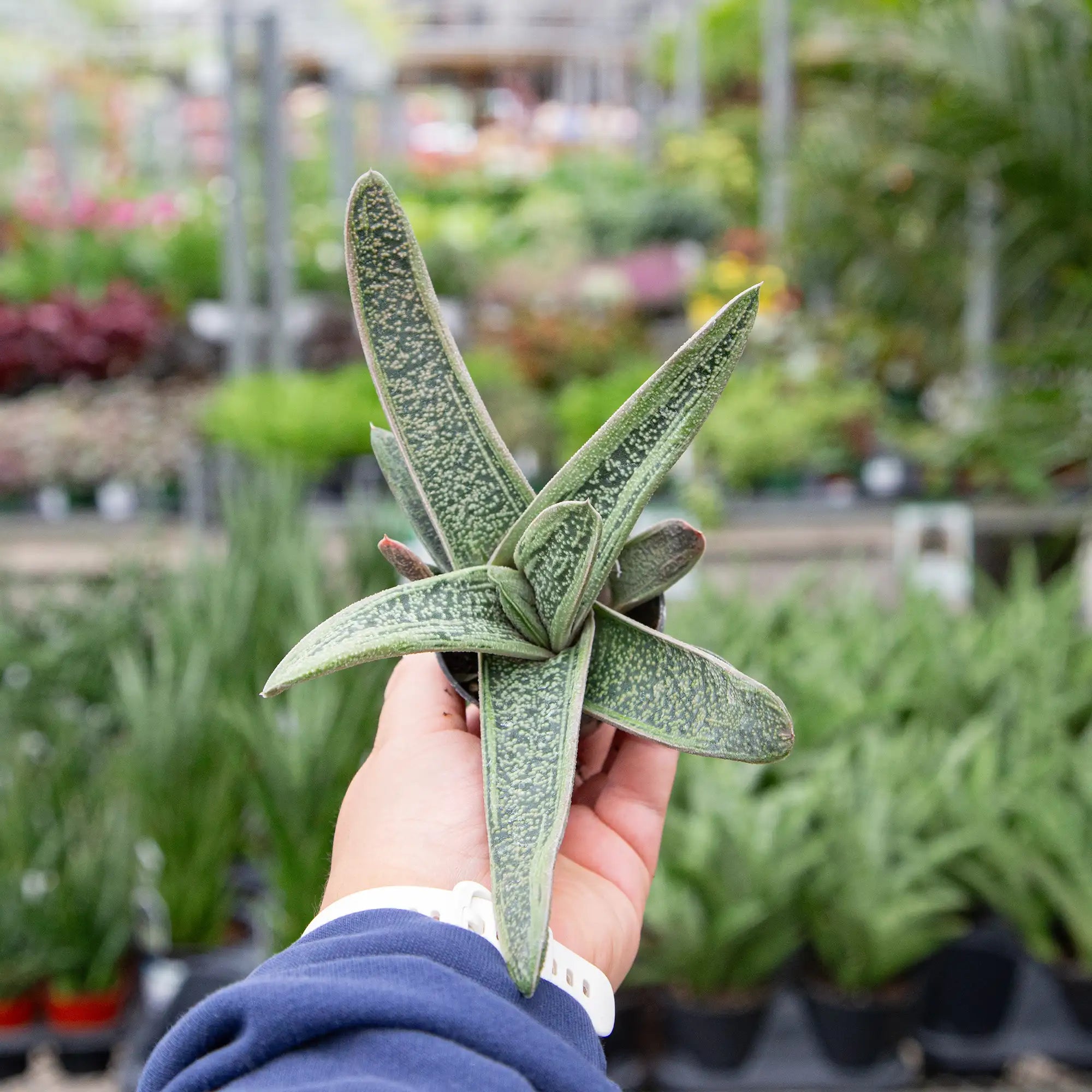 Gasteria 'Little Warty'