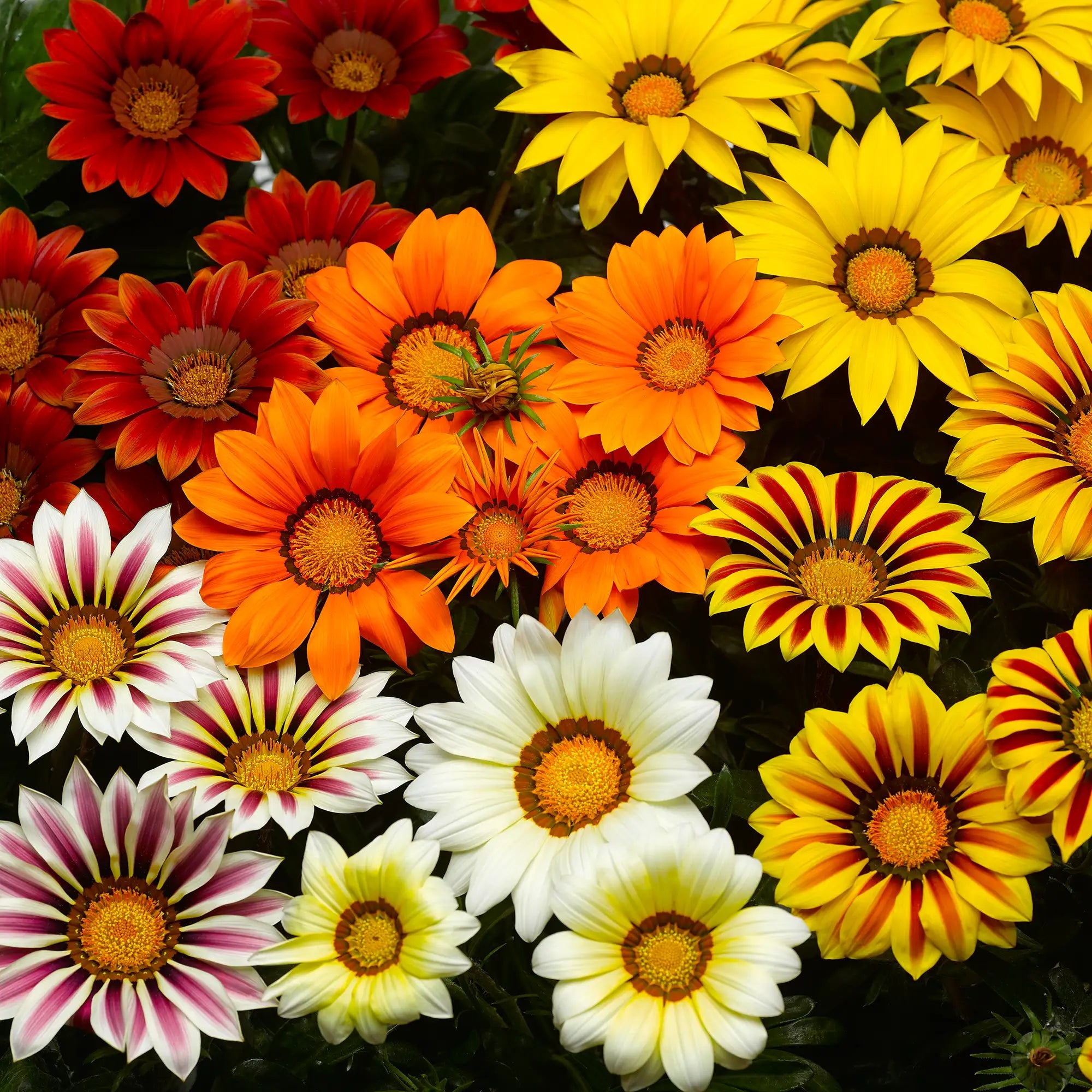 Gazania 'Big Kiss™ Mix'