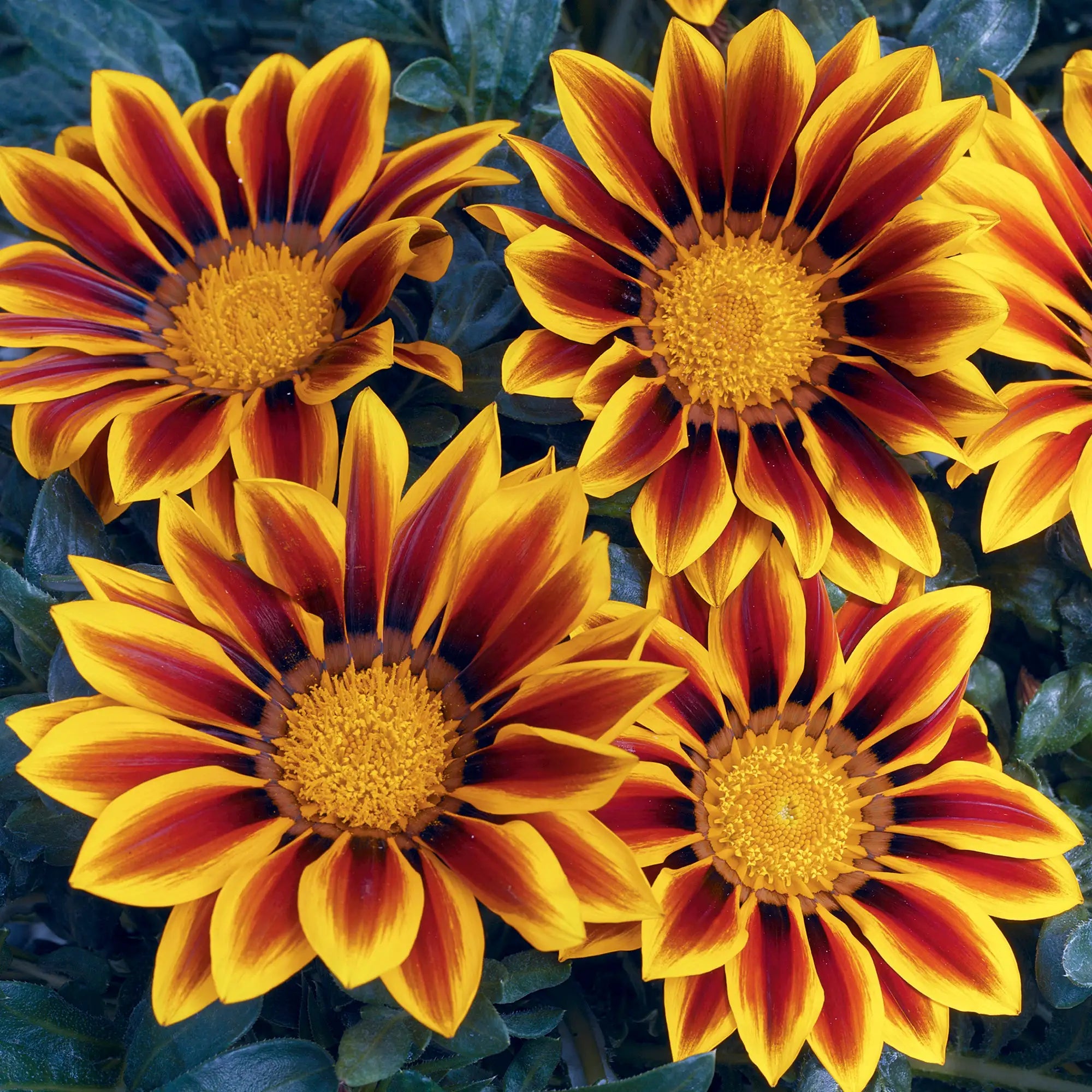 Gazania 'Kiss™ Golden Flame'