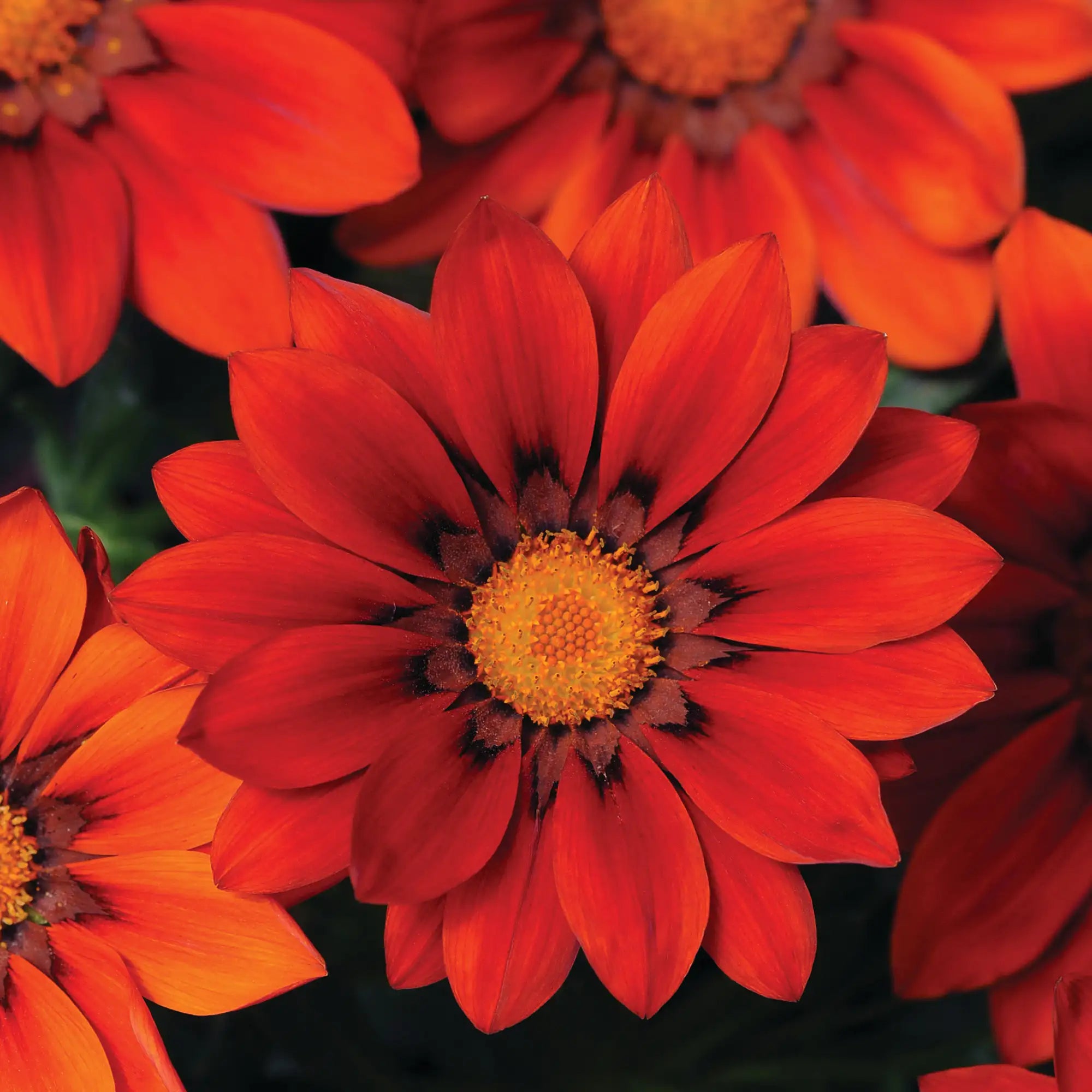 Gazania 'New Day® Red Shades'