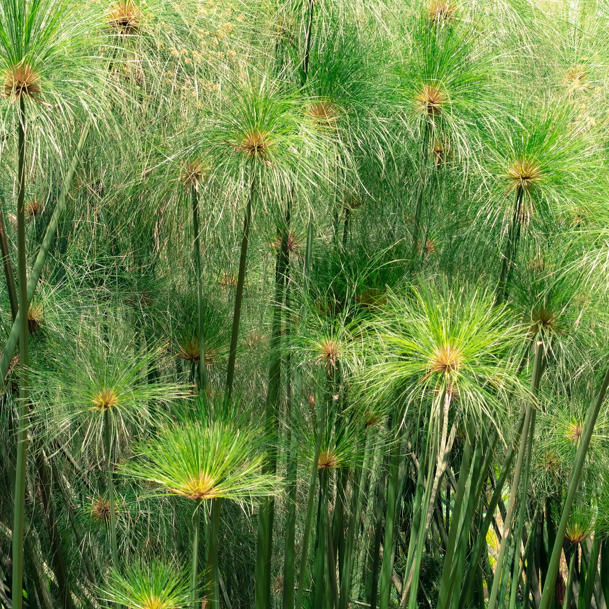 Giant Papyrus with green grassy leaves