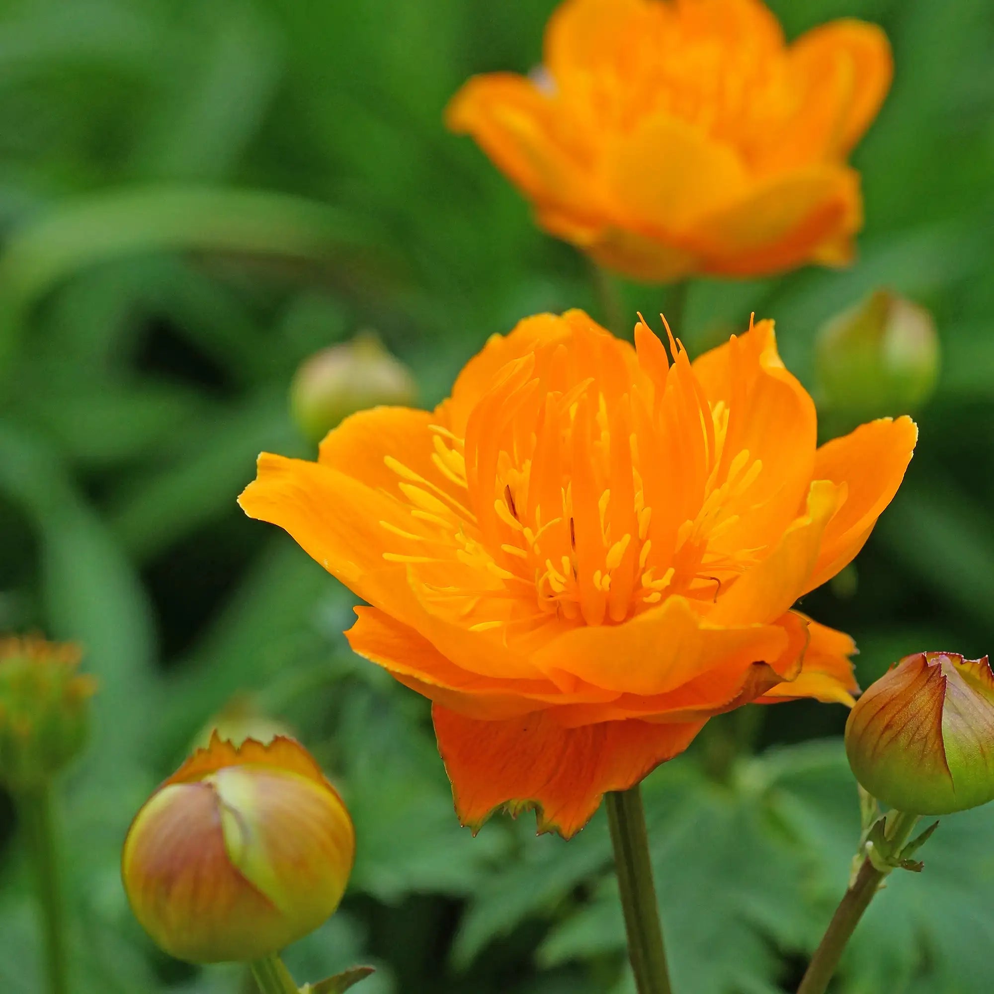 Close-up of Bright Orange Globe Flower