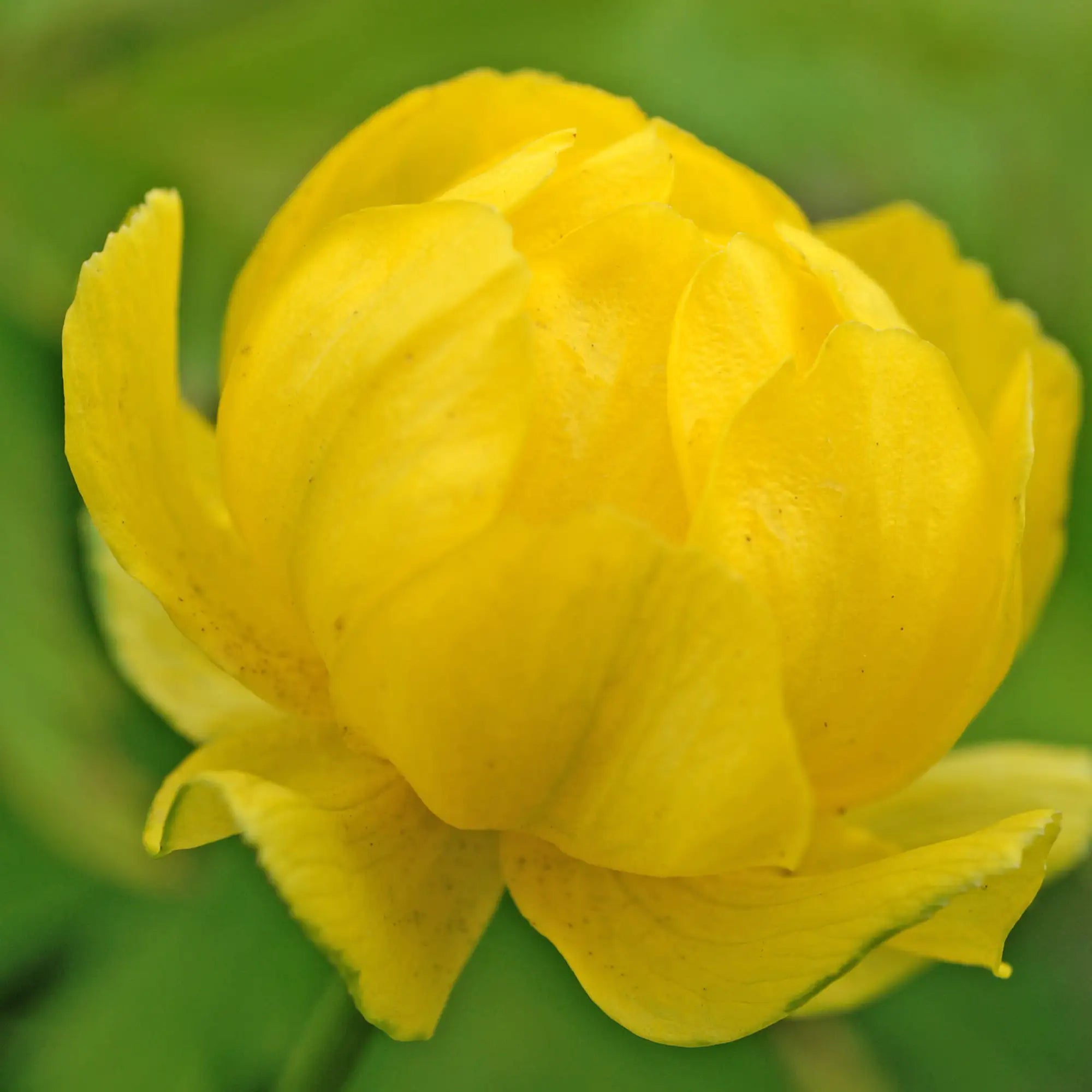 Close-up of Yellow Globe Flower 