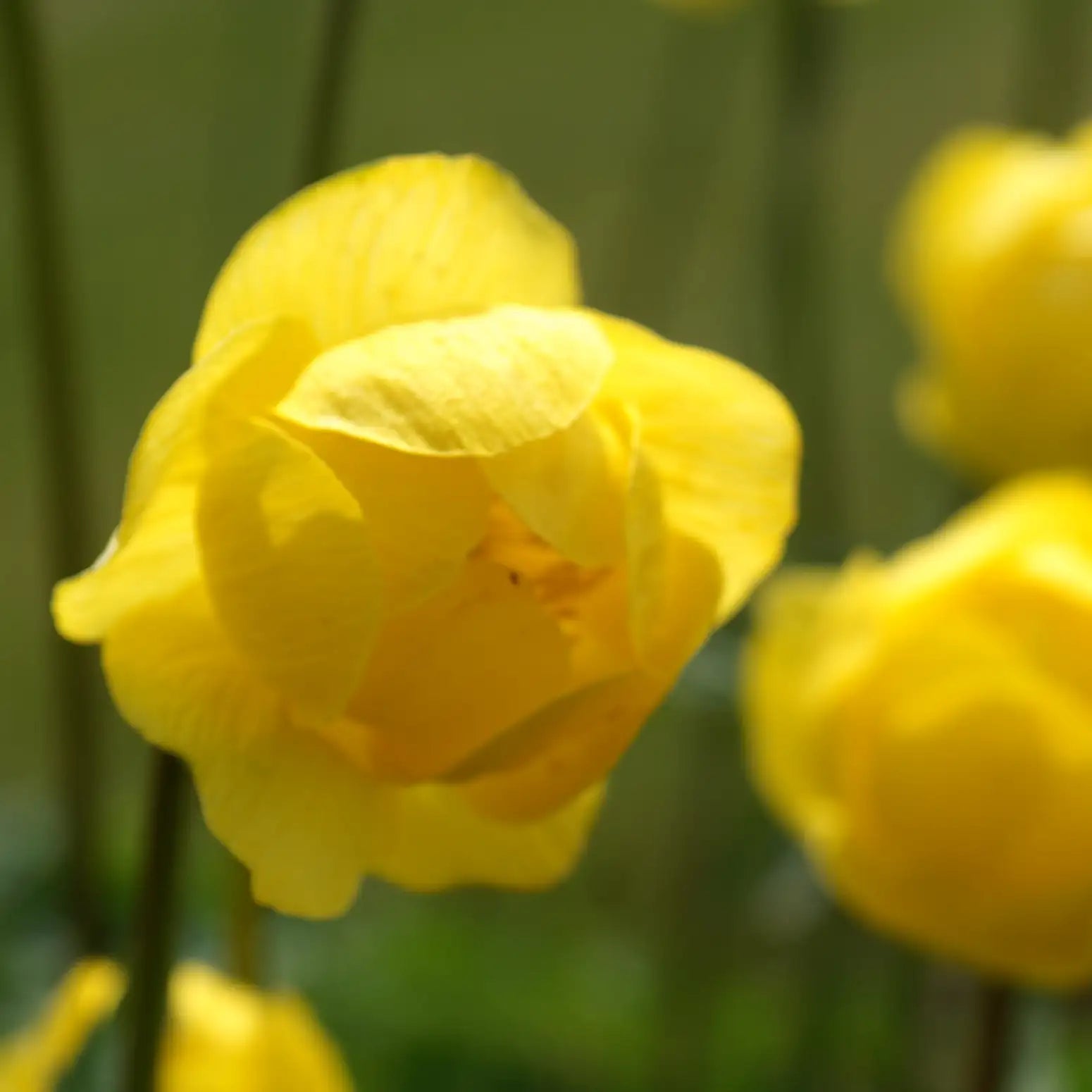 Close-up of Yellow Globe Flower 