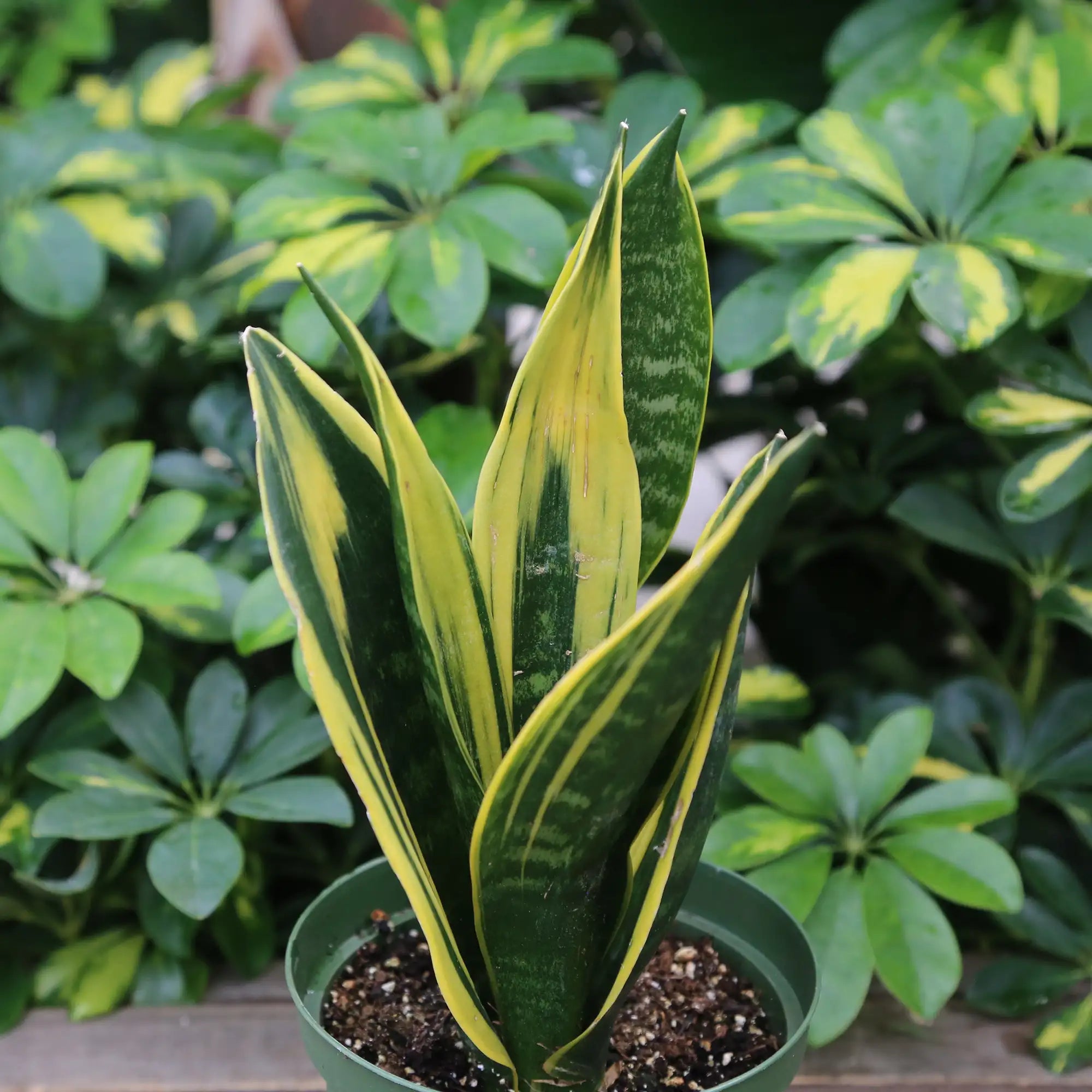 Snake Plant 'Gold Flame'