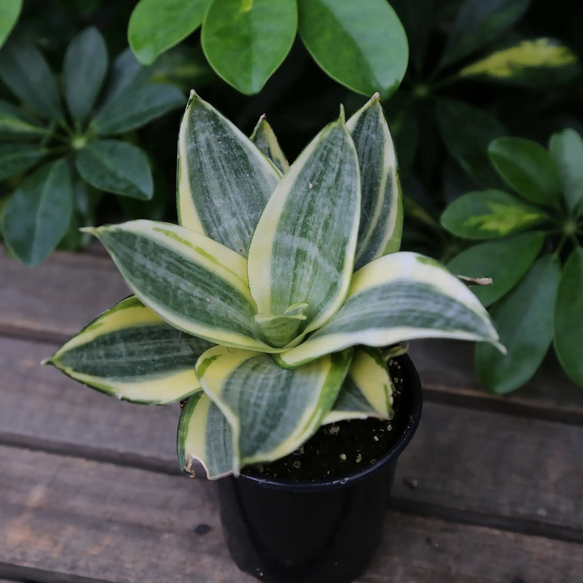 Snake Plant Nest 'Hahnii Golden'