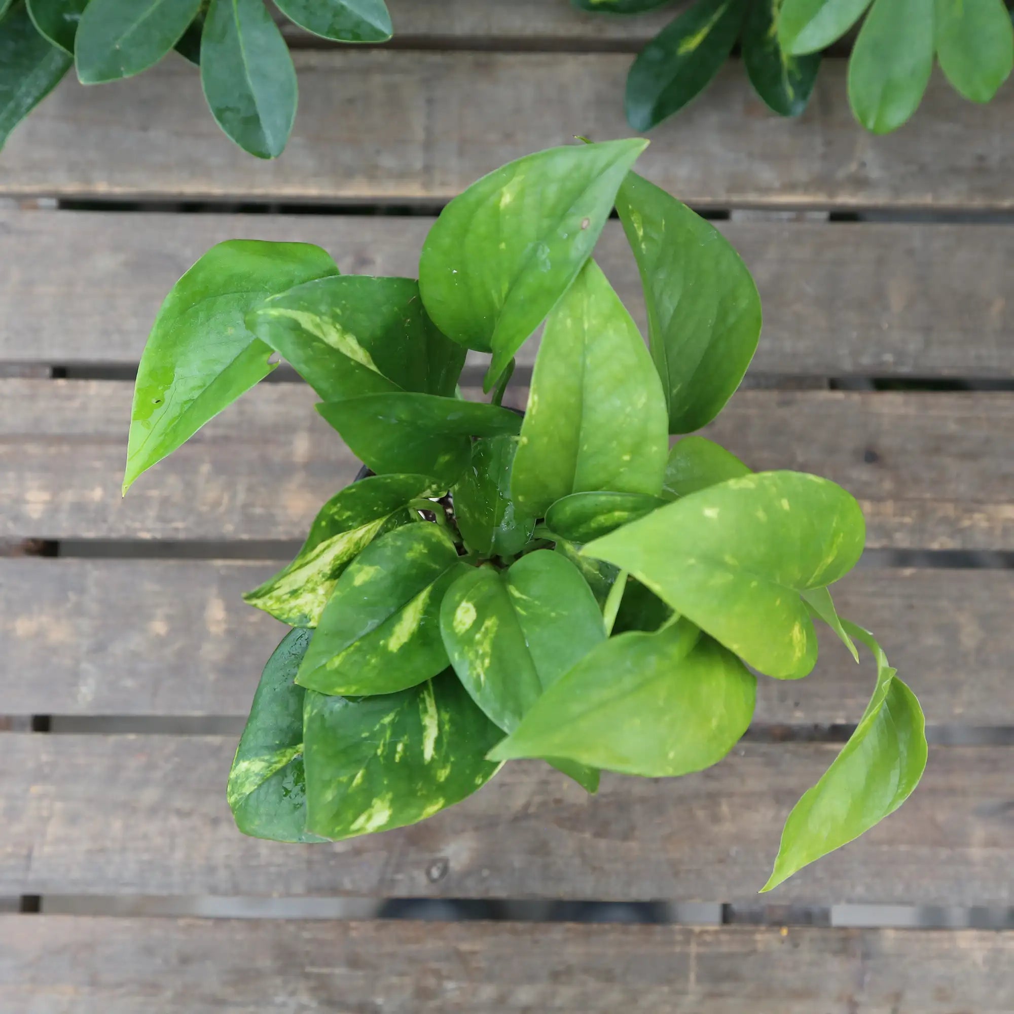 Pothos 'Golden'