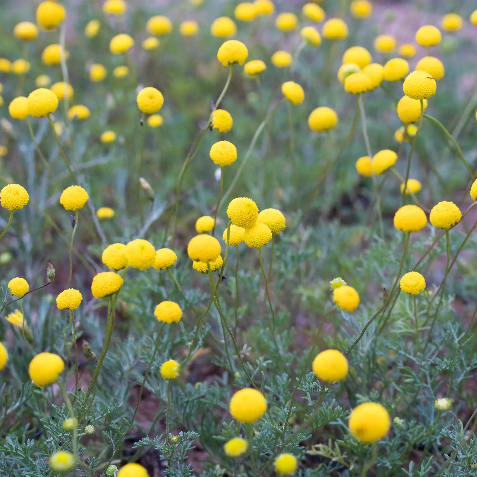 Golden BUttons flowering yellow in a field