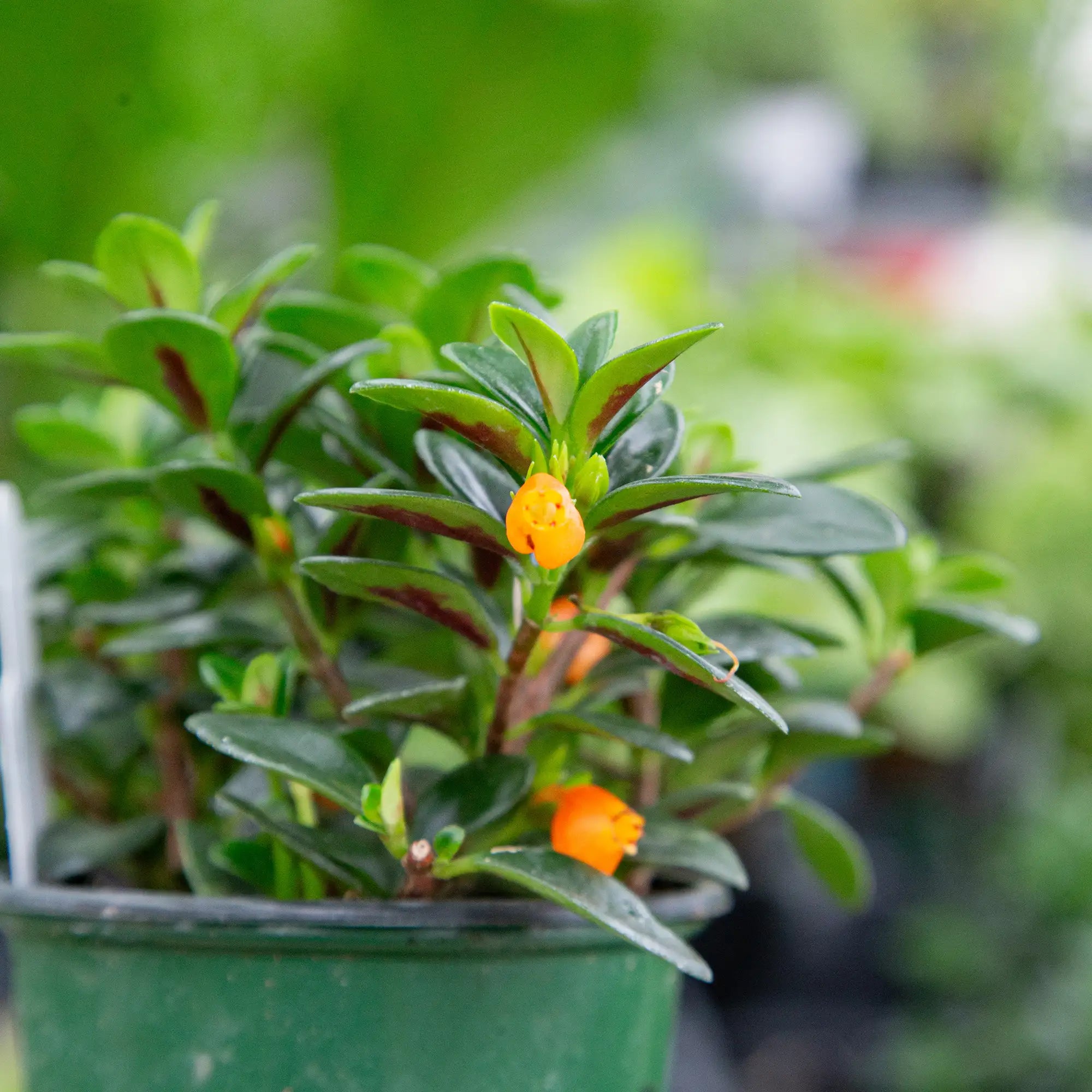 Goldfish Plant