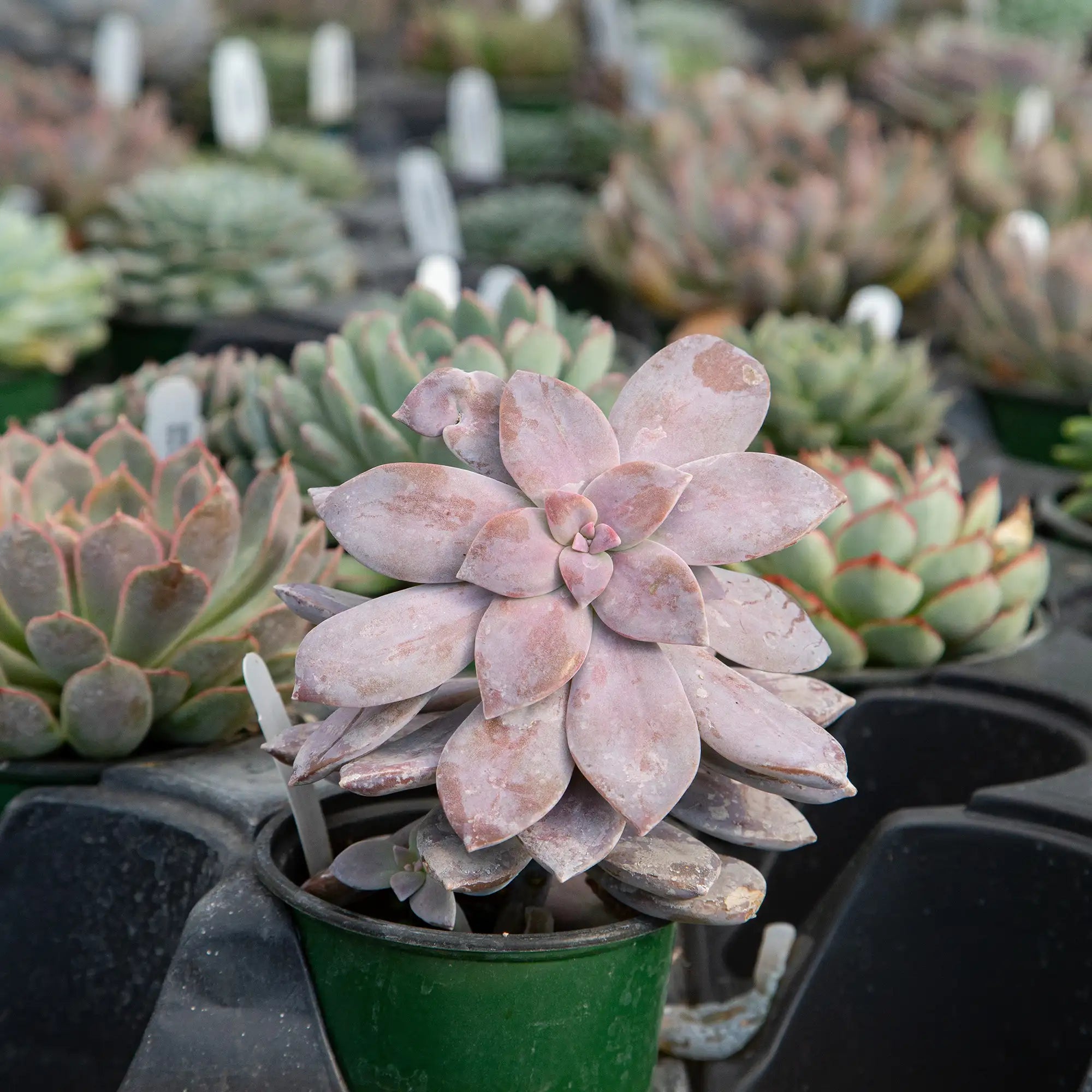 Beautiful Graptopetalum