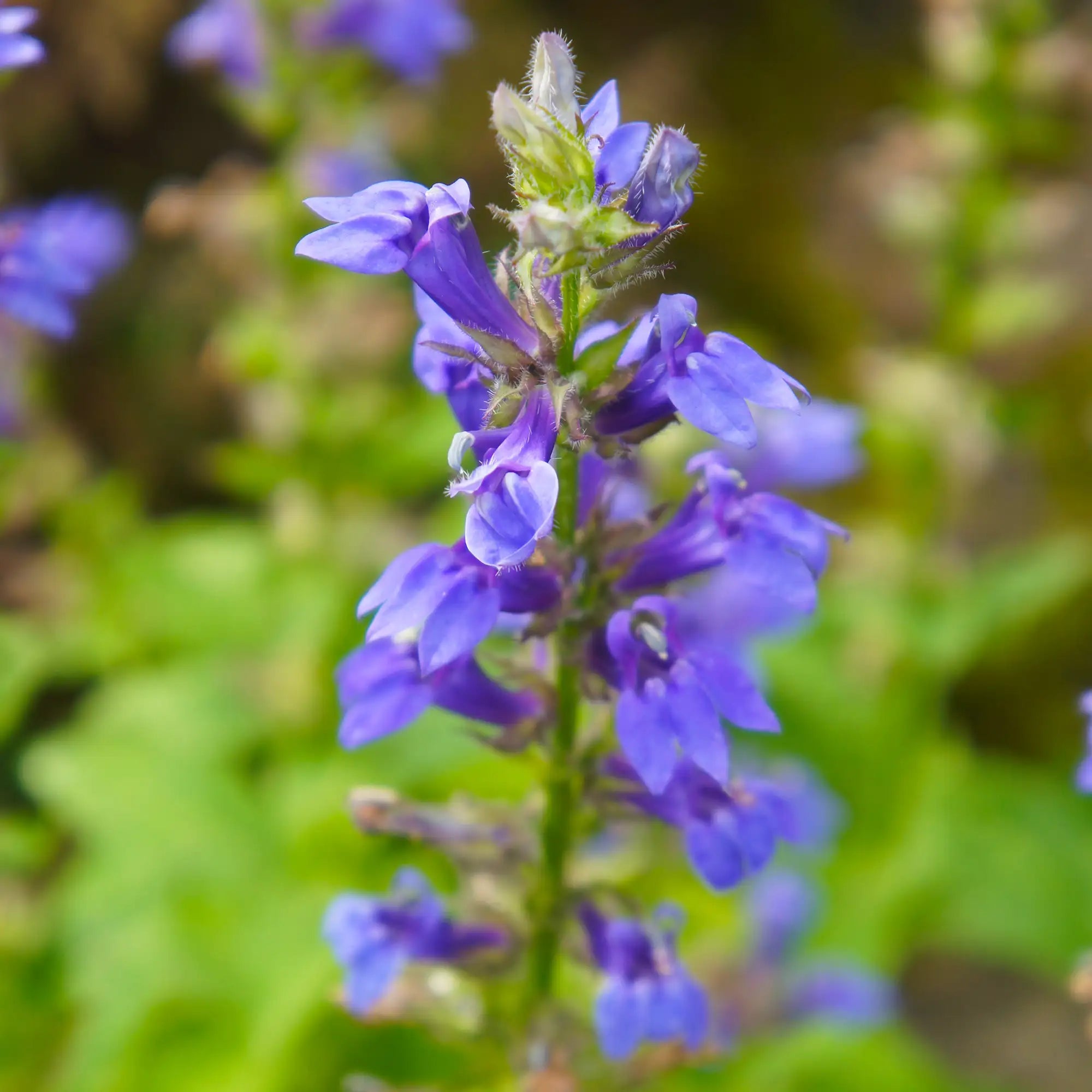 Great Blue Lobelia in flower