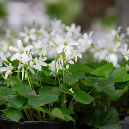 Shamrocks
