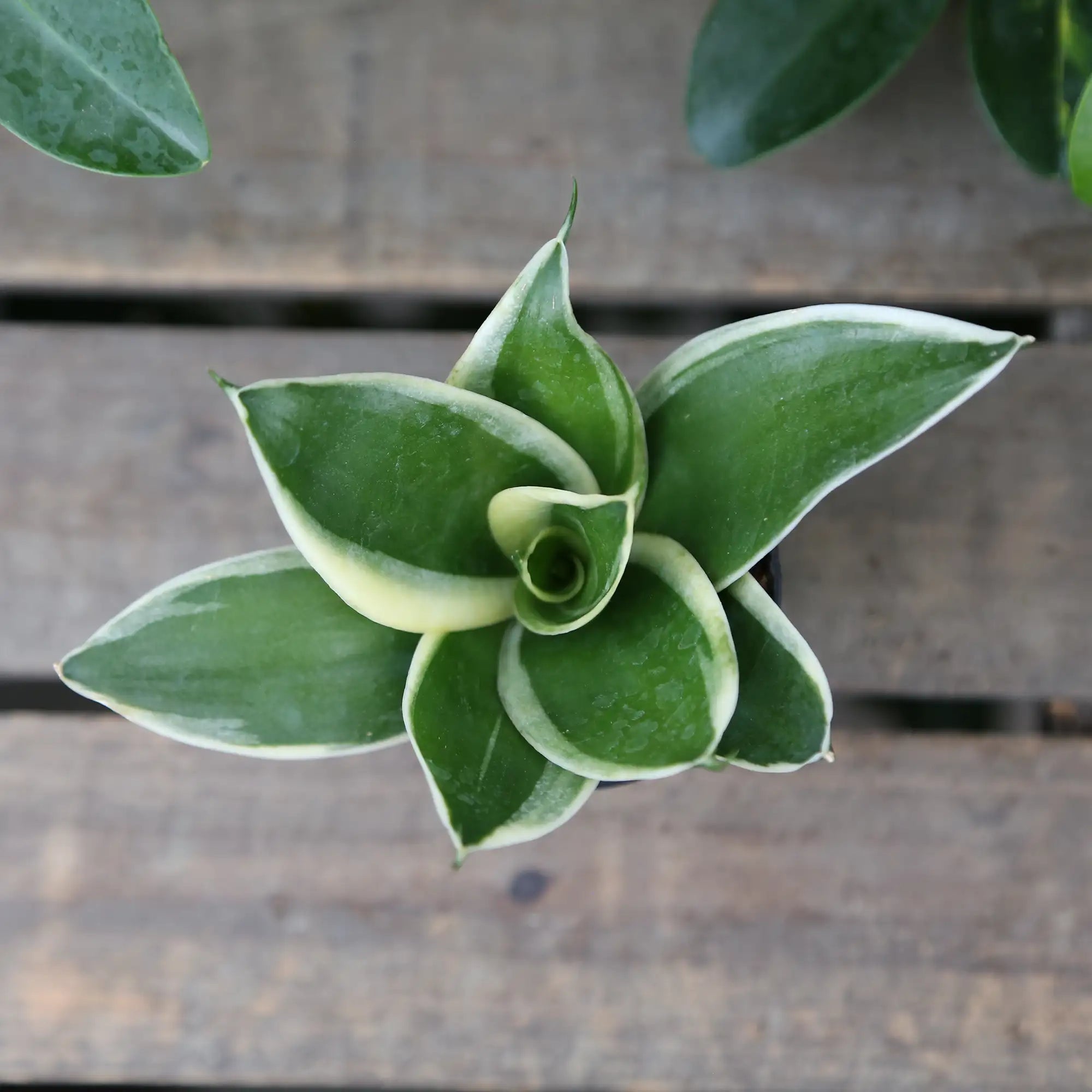 Snake Plant Nest 'Hahnii Jade Pagoda'